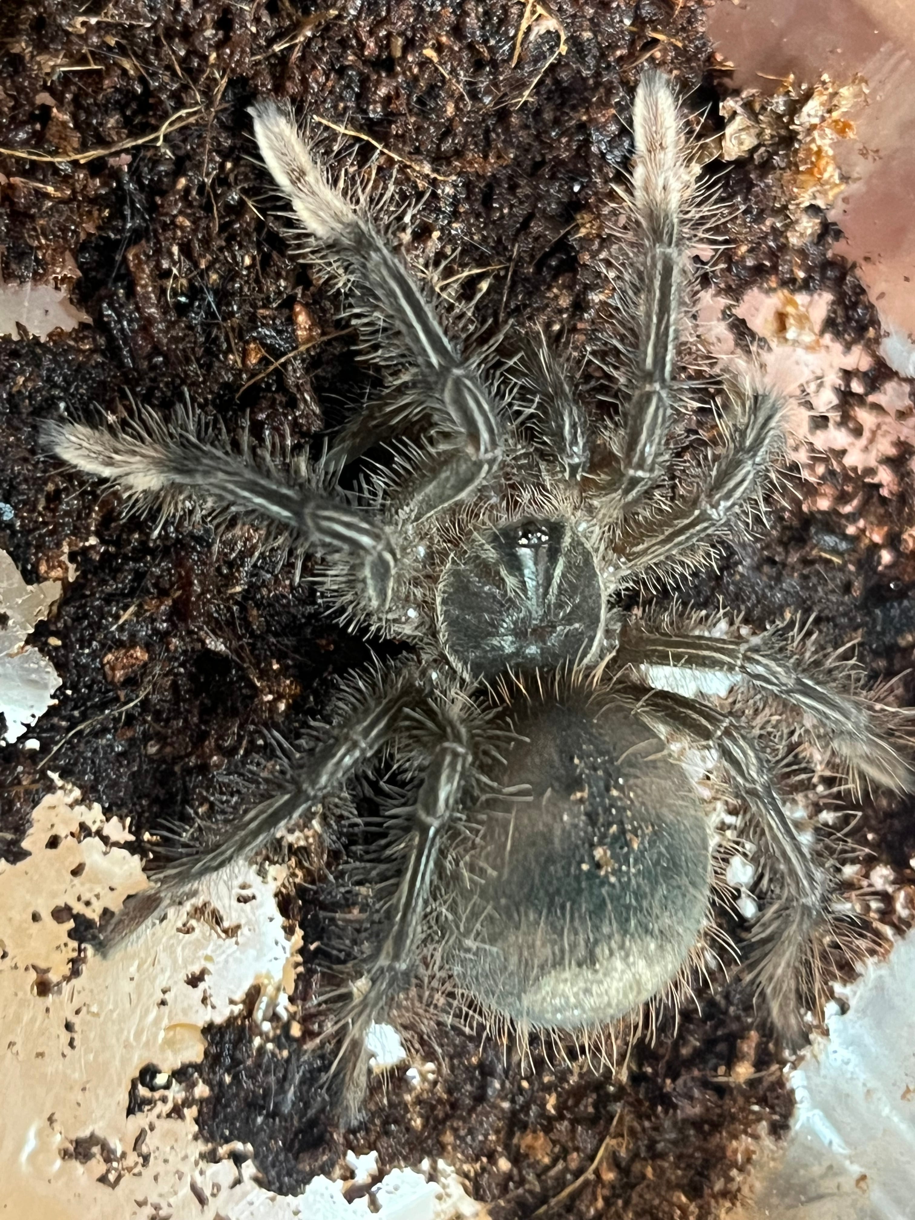 蜘蛛最大種】バーガンディーゴライアスバードイータータランチュラ