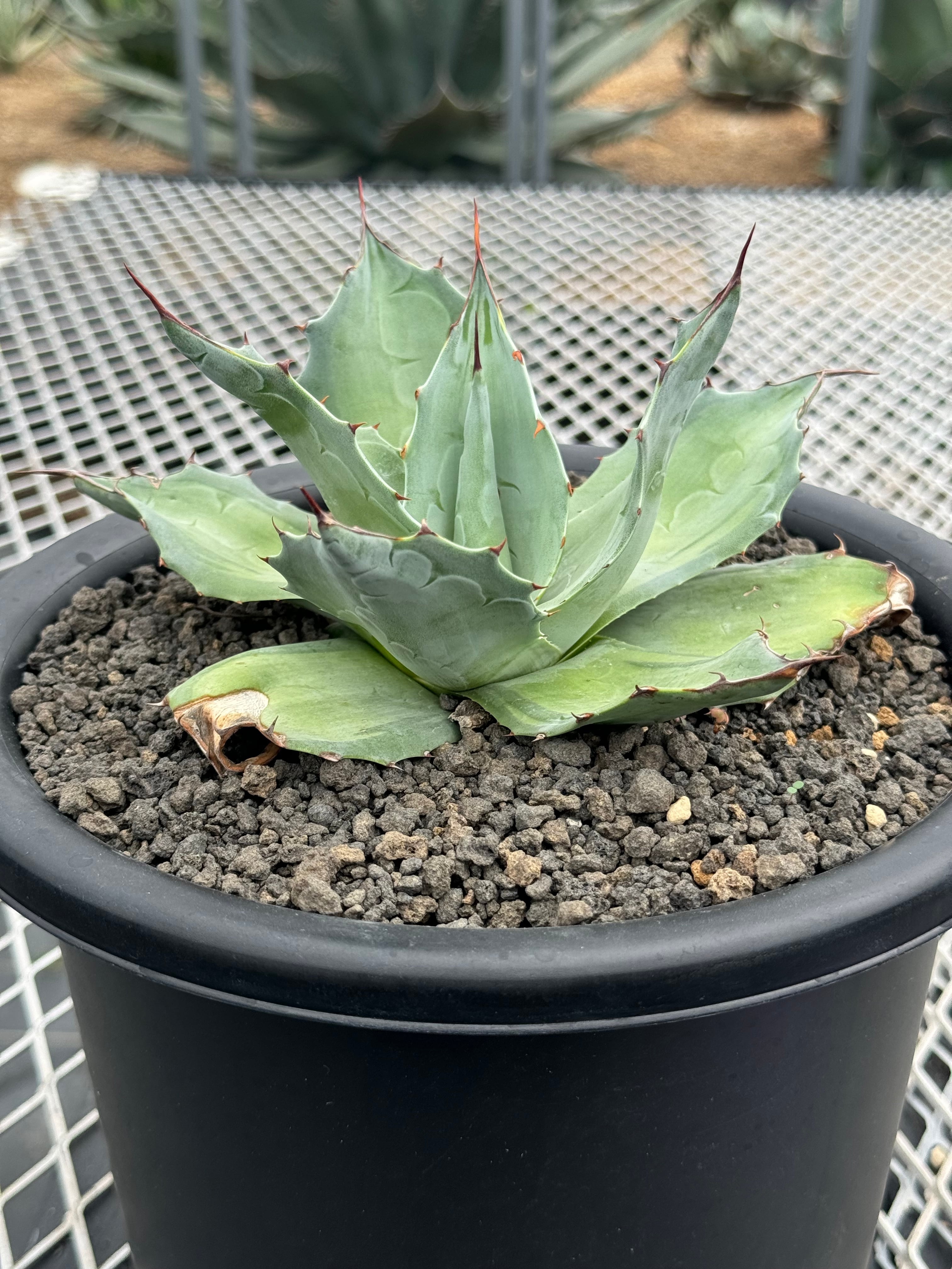 アガベ オバティフォリア MOBY AGAVE オルカ キラー モビー US株