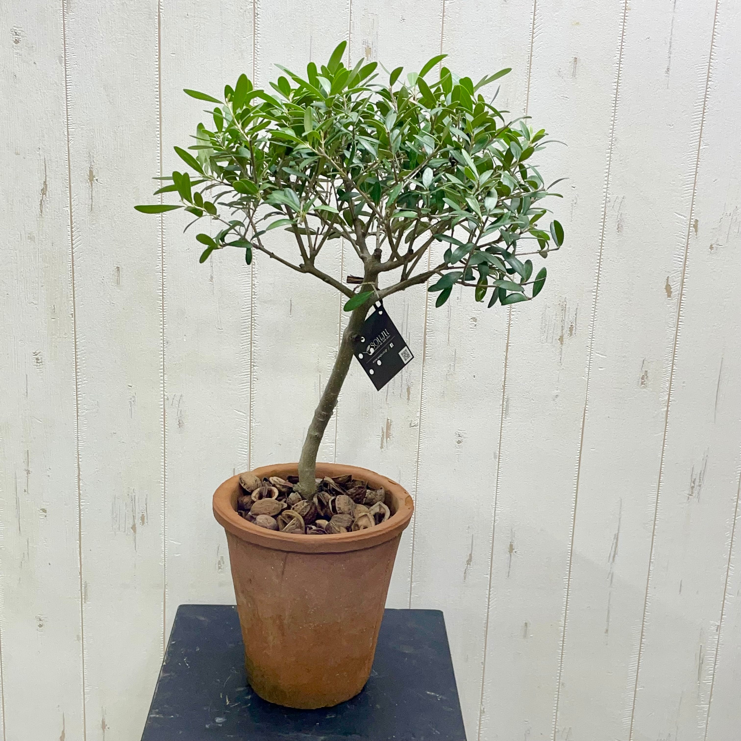 盆栽樹形 受粉樹 幹太め オリーブの木 ネバディロブランコ souju