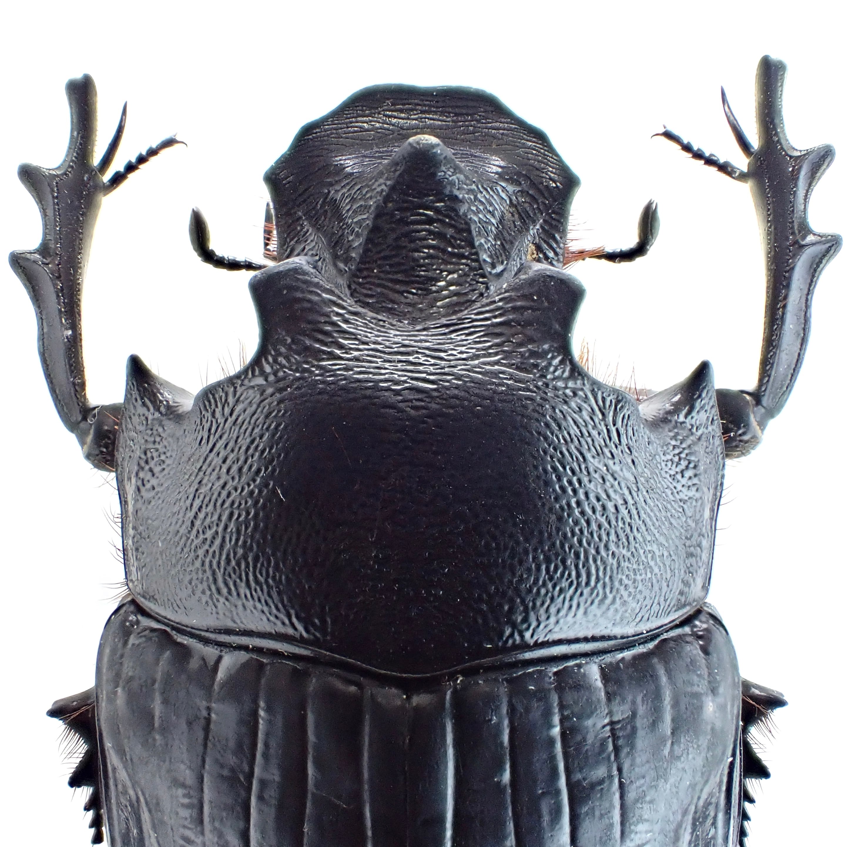 標本 Tanzania Heliocopris s.p 36mm タンザニア産 Heliocopris