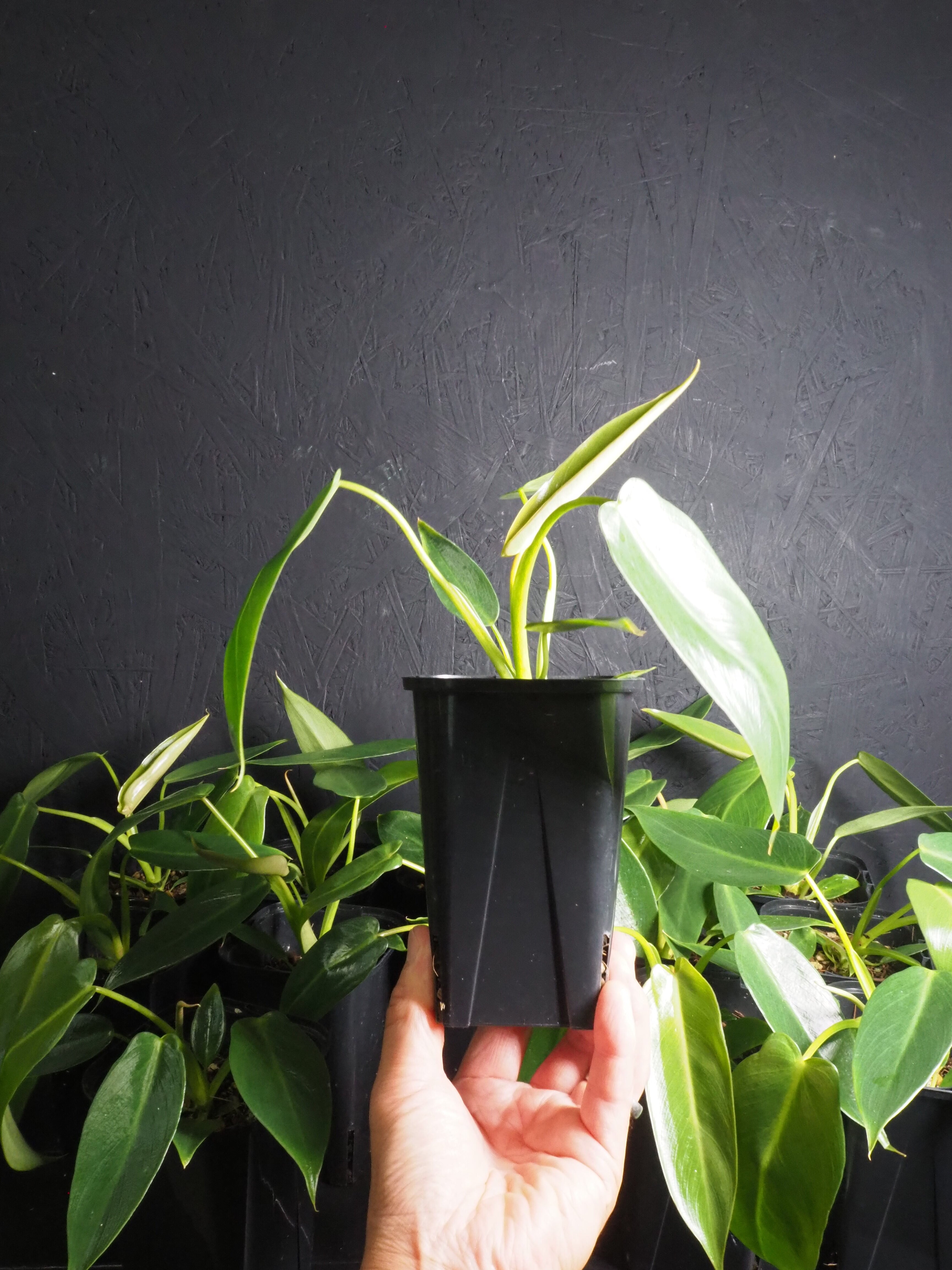 フィロデンドロン・スピリタスサンクチ | GREEN TRUST online store