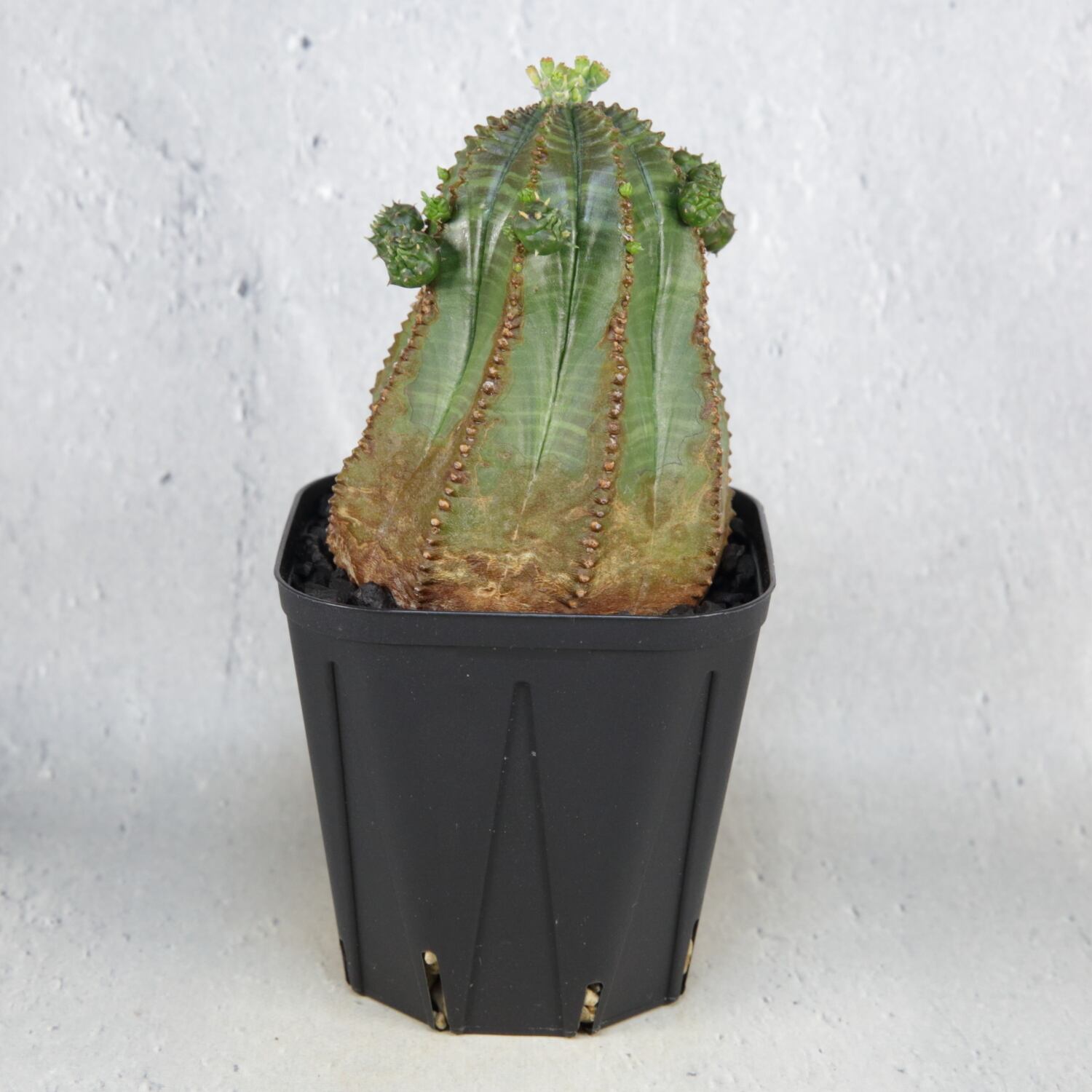 オベサ 厳選 コレクション株 4頭 白質 木質化 オベサ 厳選