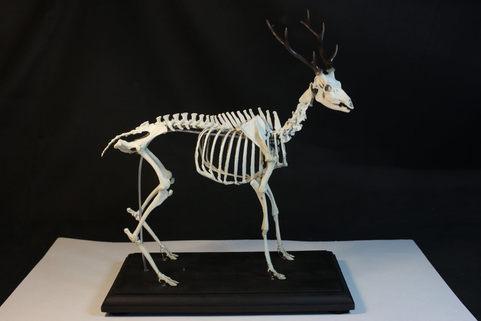 ニホンジカ 19㎝縮小全身骨格レプリカ | アンフィ合同会社