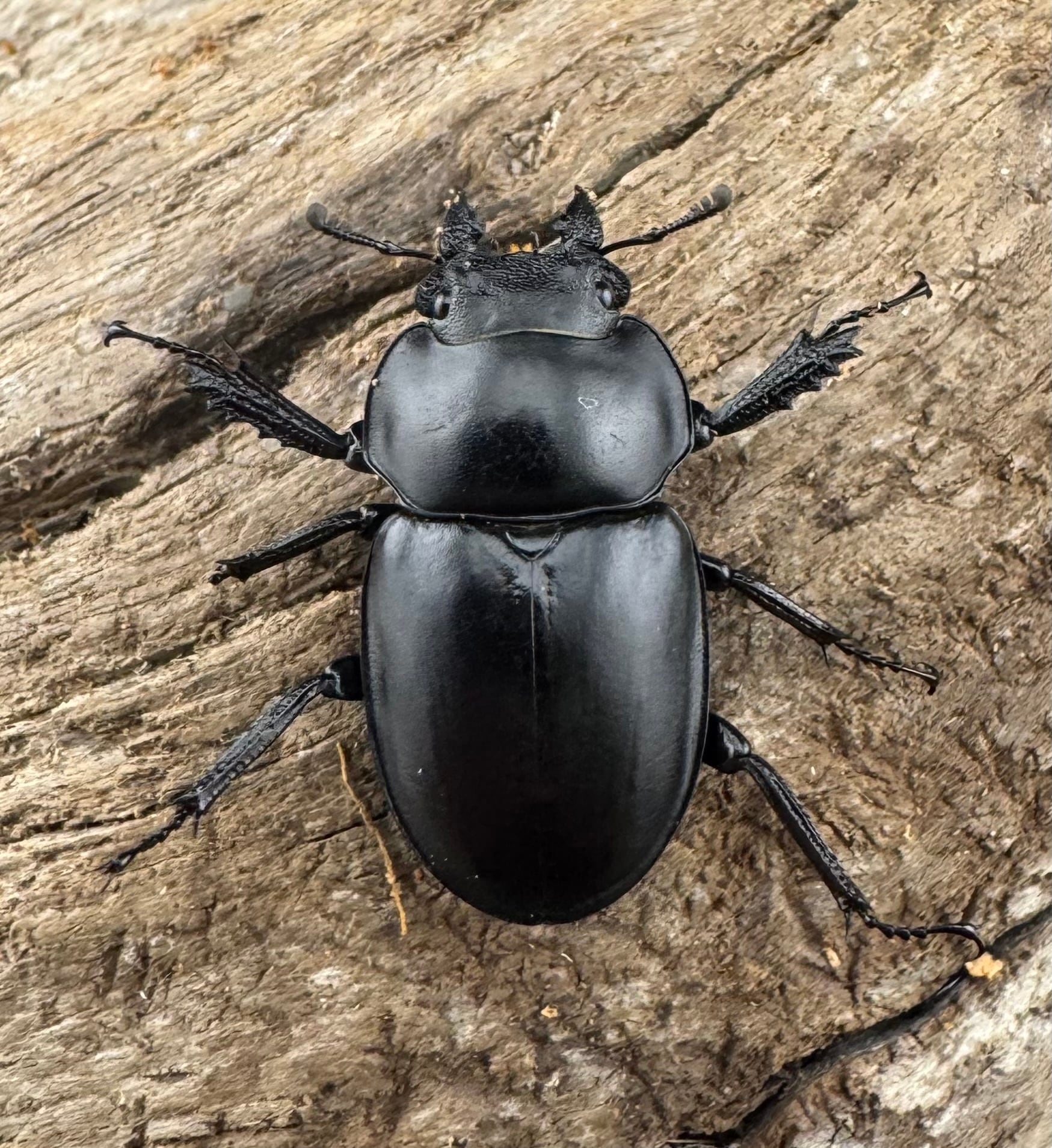 WD】《グアードマルバネクワガタ 26mm A'品ペア》 | KPW公式オンライン