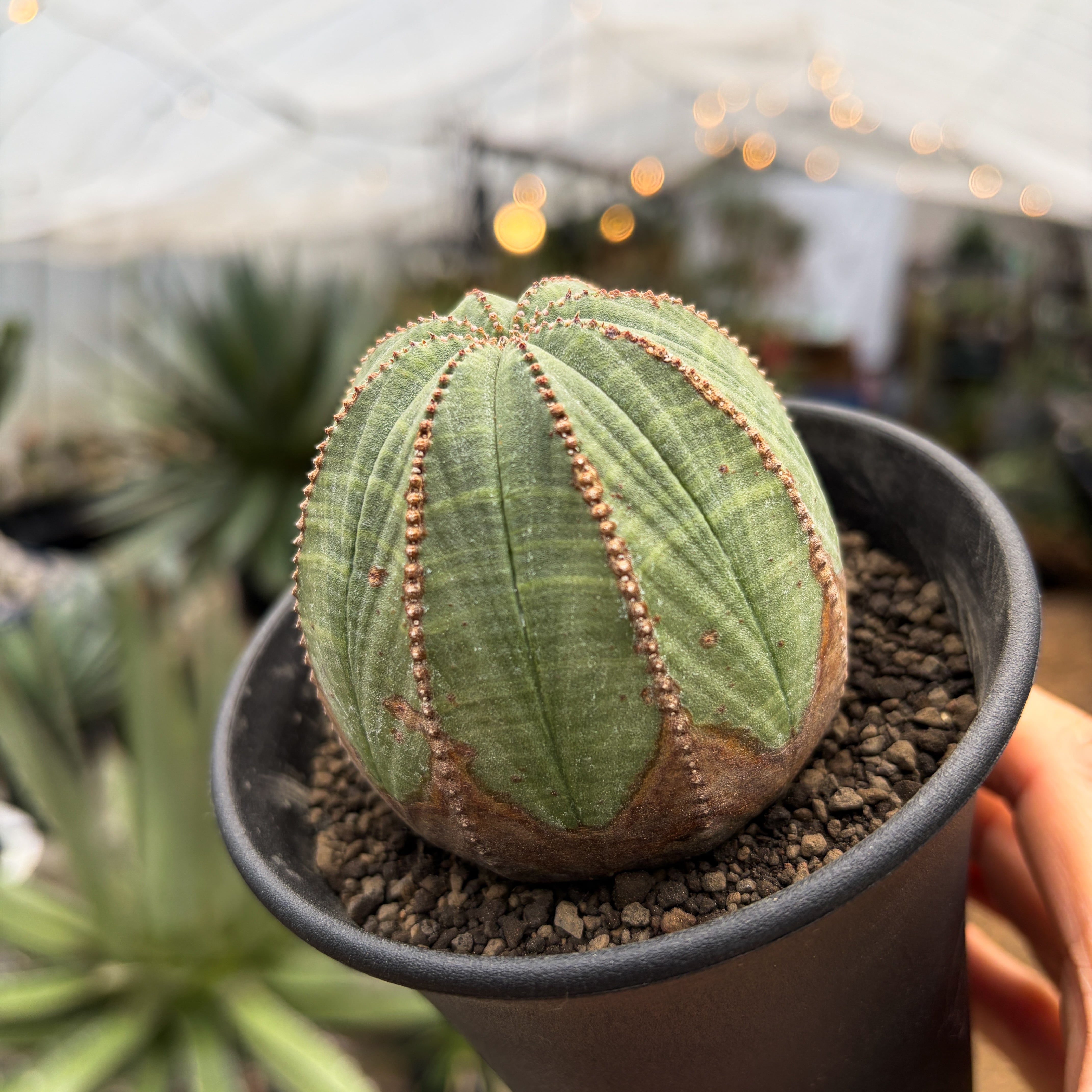Euphorbia obesa【ユーフォルビア・オベサ・♀】 | RIMO'S GREEN