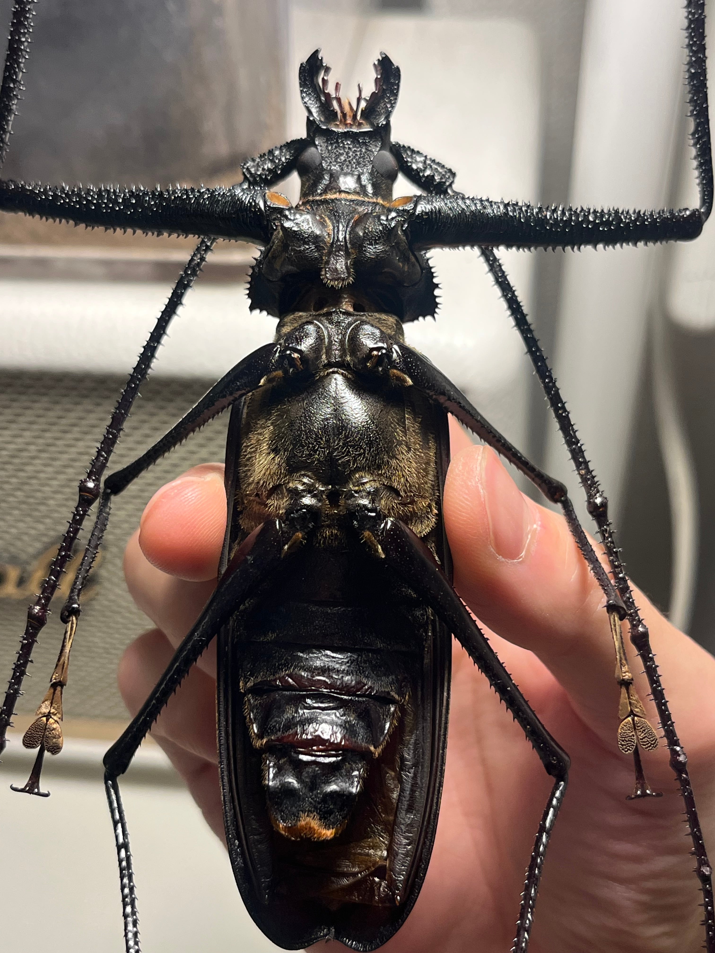 125mm♂】ハイエシオオウスバカミキリ ヘイズオオウスバカミキリ