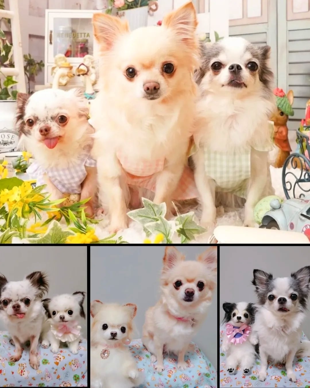 オーダー受付いたします♥️ 実物大 チワワ 愛犬 分身 ぬいぐるみ 羊毛