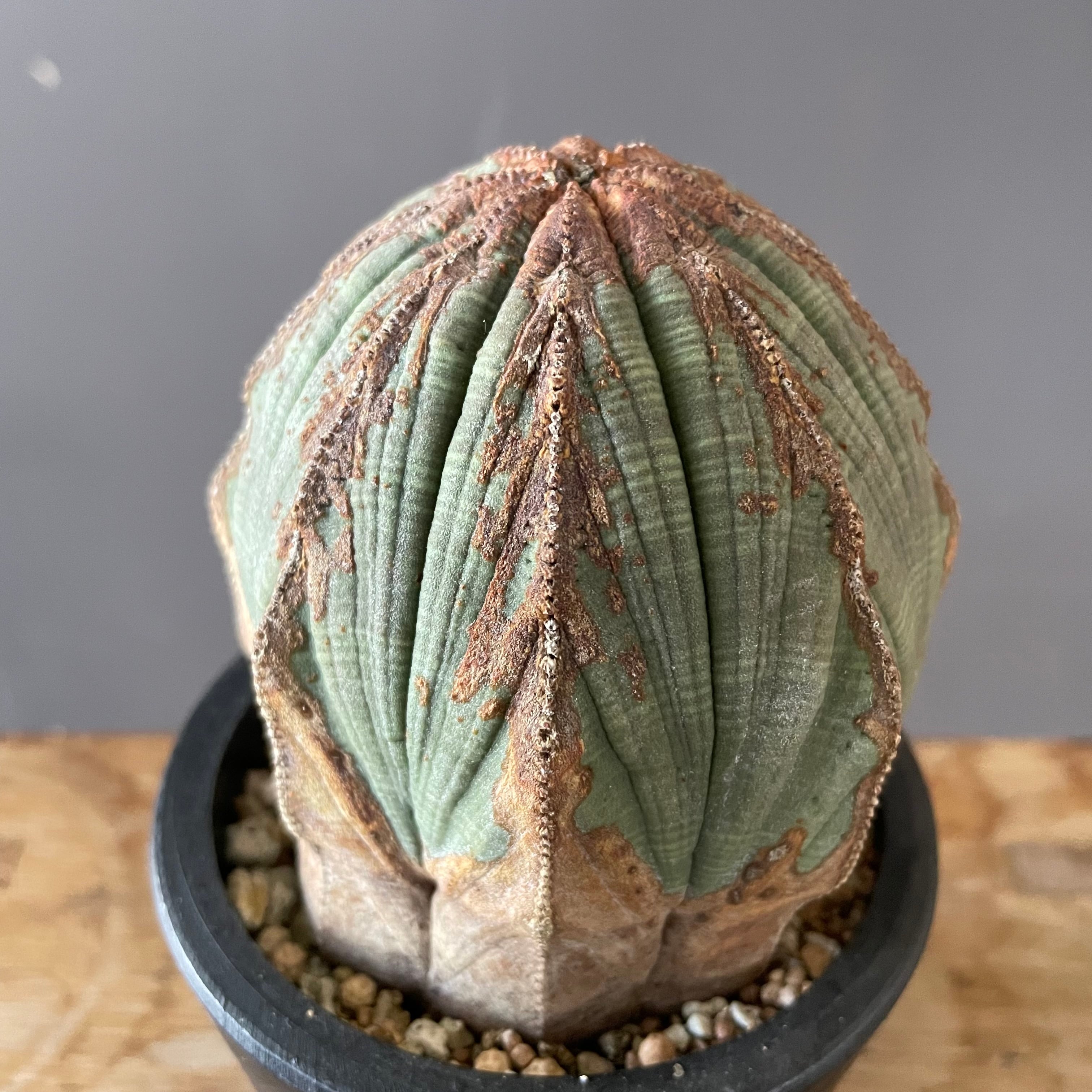 ユーフォルビア オベサ木質化⑤ | Lines BOTANICAL SHOP