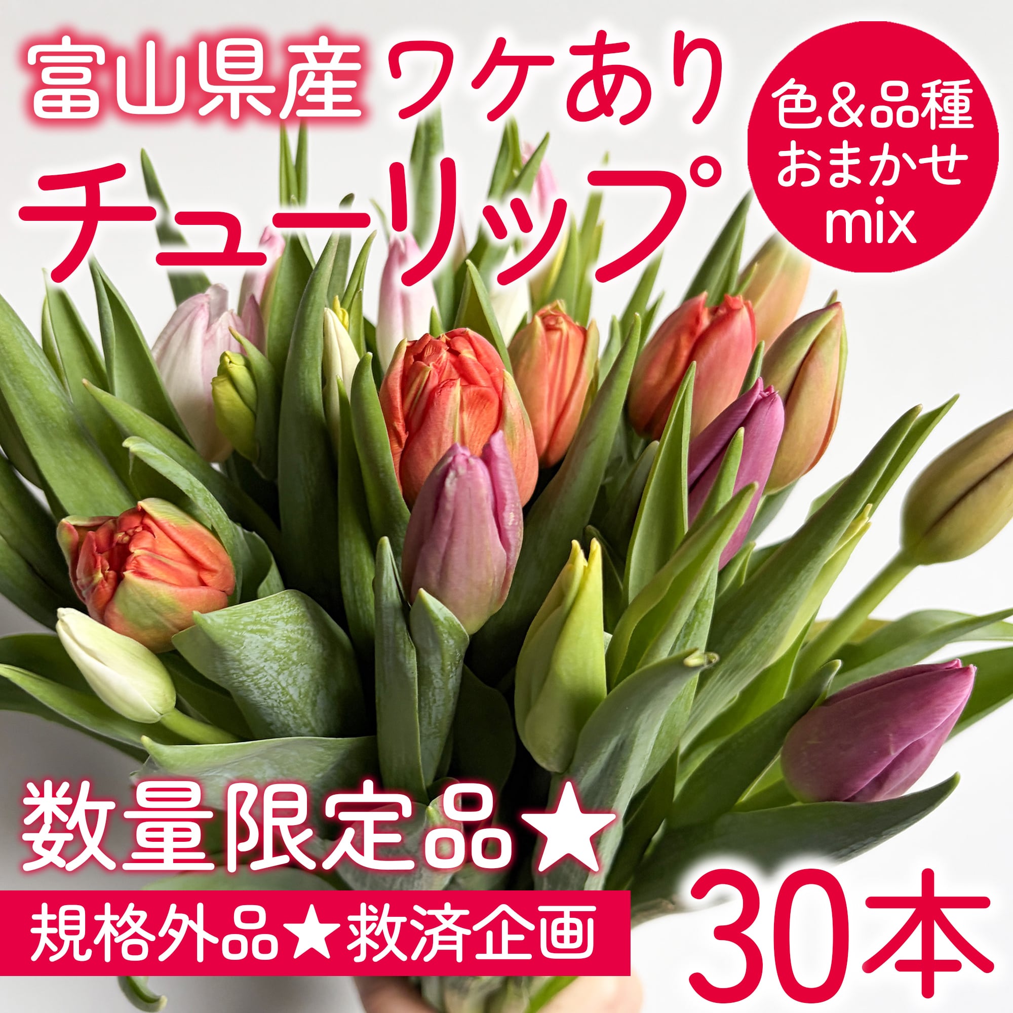 ワケあり チューリップ 30本〈富山県産〉☆規格外ですが、新鮮です