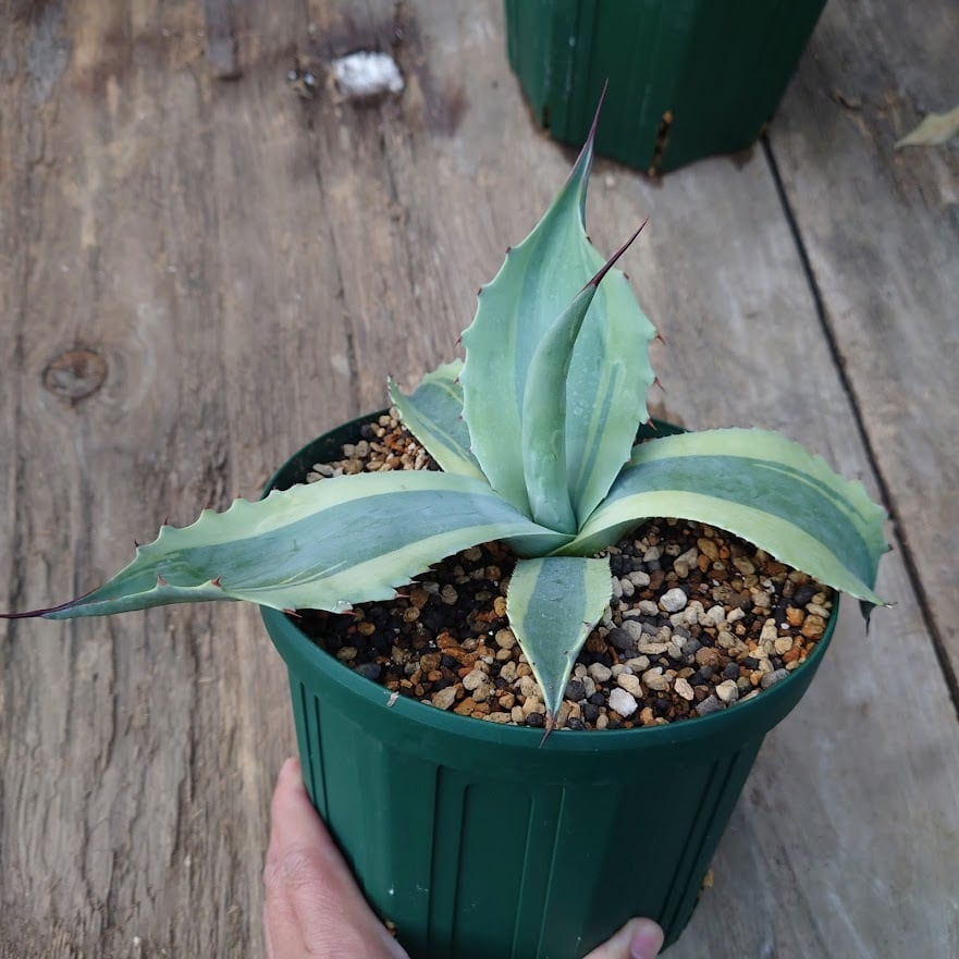 アガベ オバティフォリア オルカ 1 Agave ovatifolia variegated 'ORCA