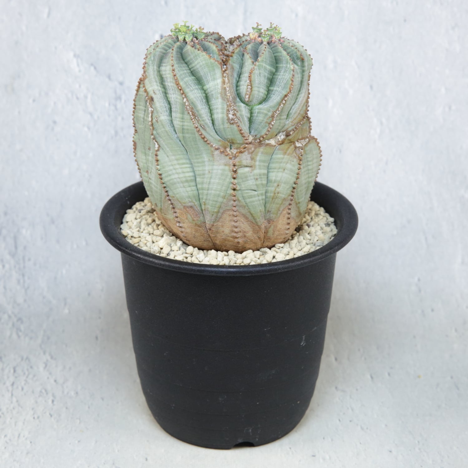 メス株【超厳選株】ダブル綴化ヘッド 捻じれ マウンテン モンスト