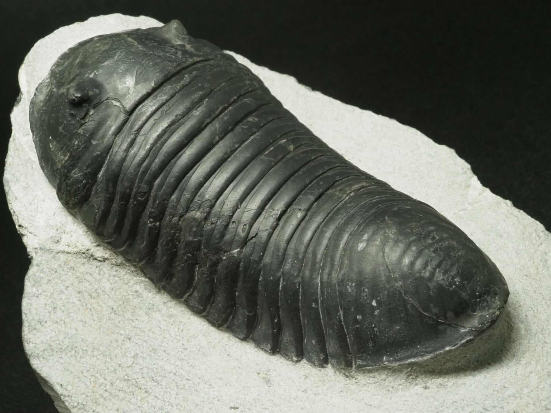 希少種！三葉虫【Parahomalonotus planus】【706 g】モロッコ王国産