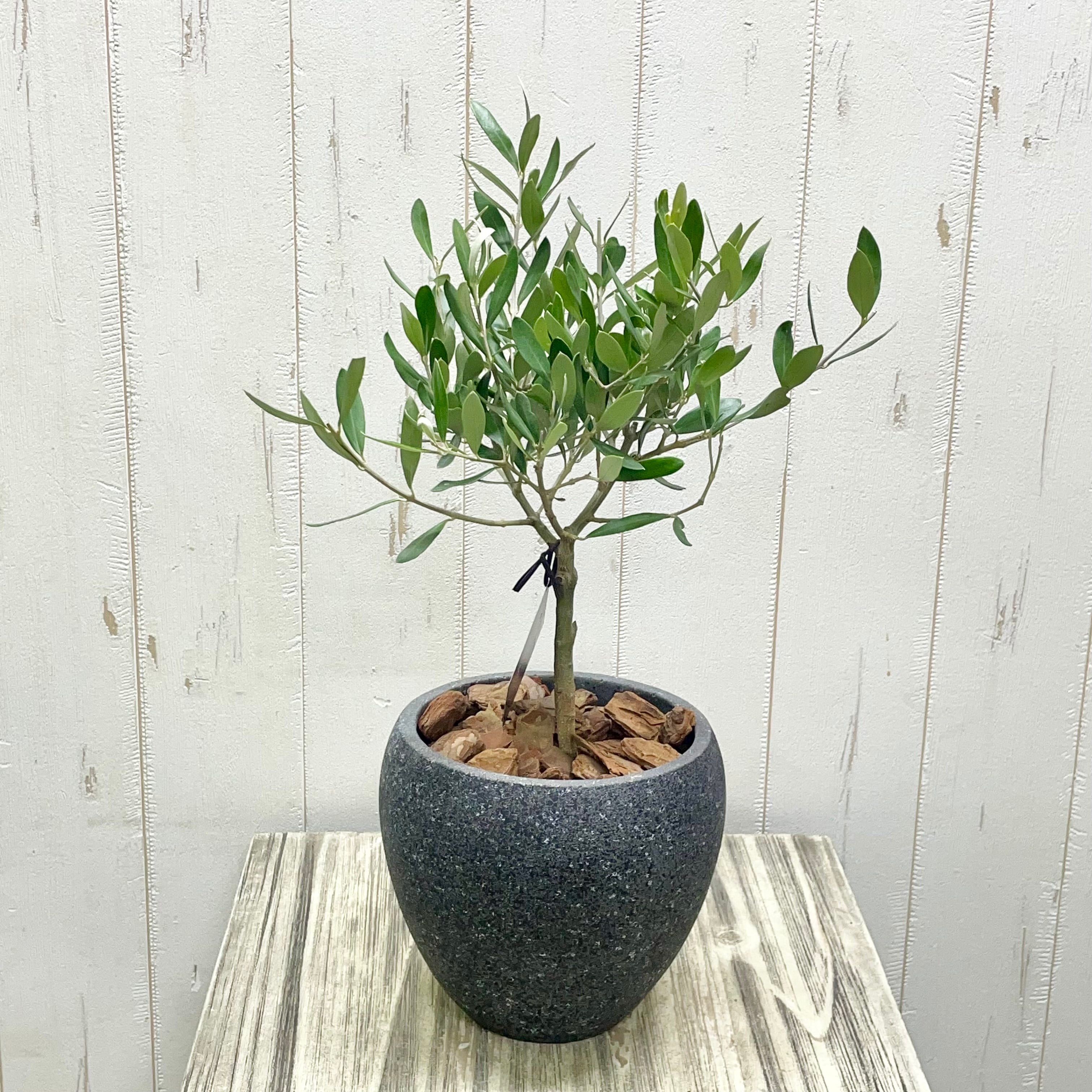 盆栽樹形 受粉樹 幹太め オリーブの木 ネバディロブランコ souju