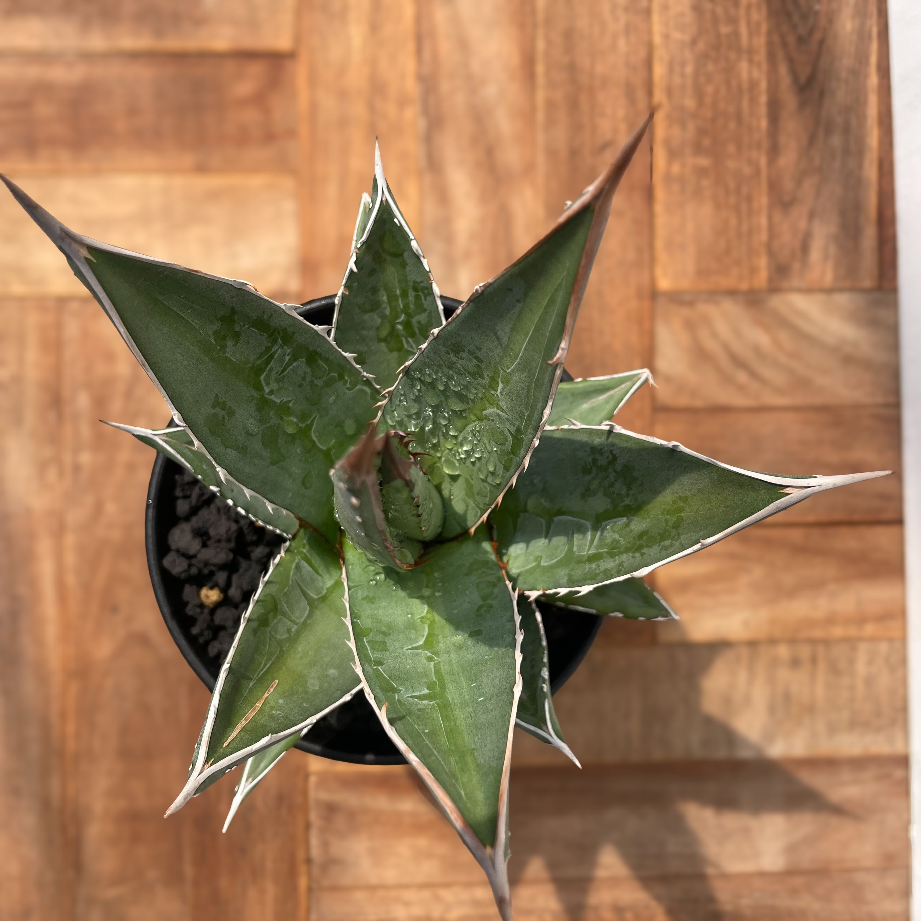 Agave purpusorum【アガベ・パープソラム・帝釈天】 | RIMO'S GREEN