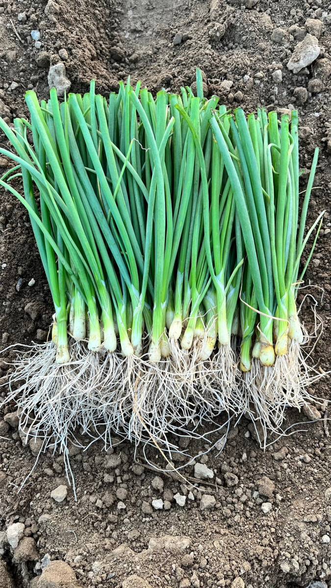 タマネギ苗（中晩生）100本 | Rich Harbor Seed