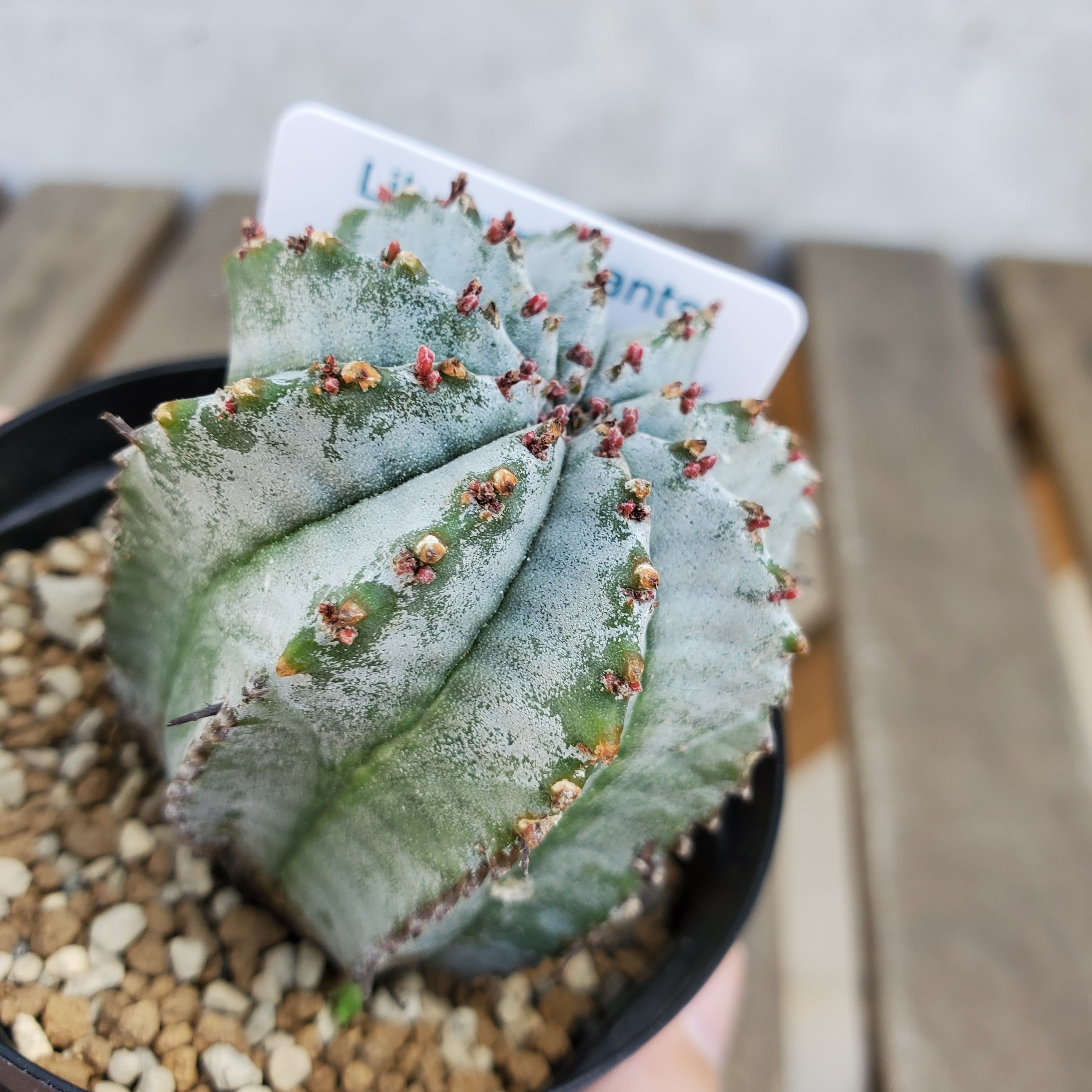 白衣タイプ】 ①からのカキコ #2 Euphorbia horrida ユーフォルビア