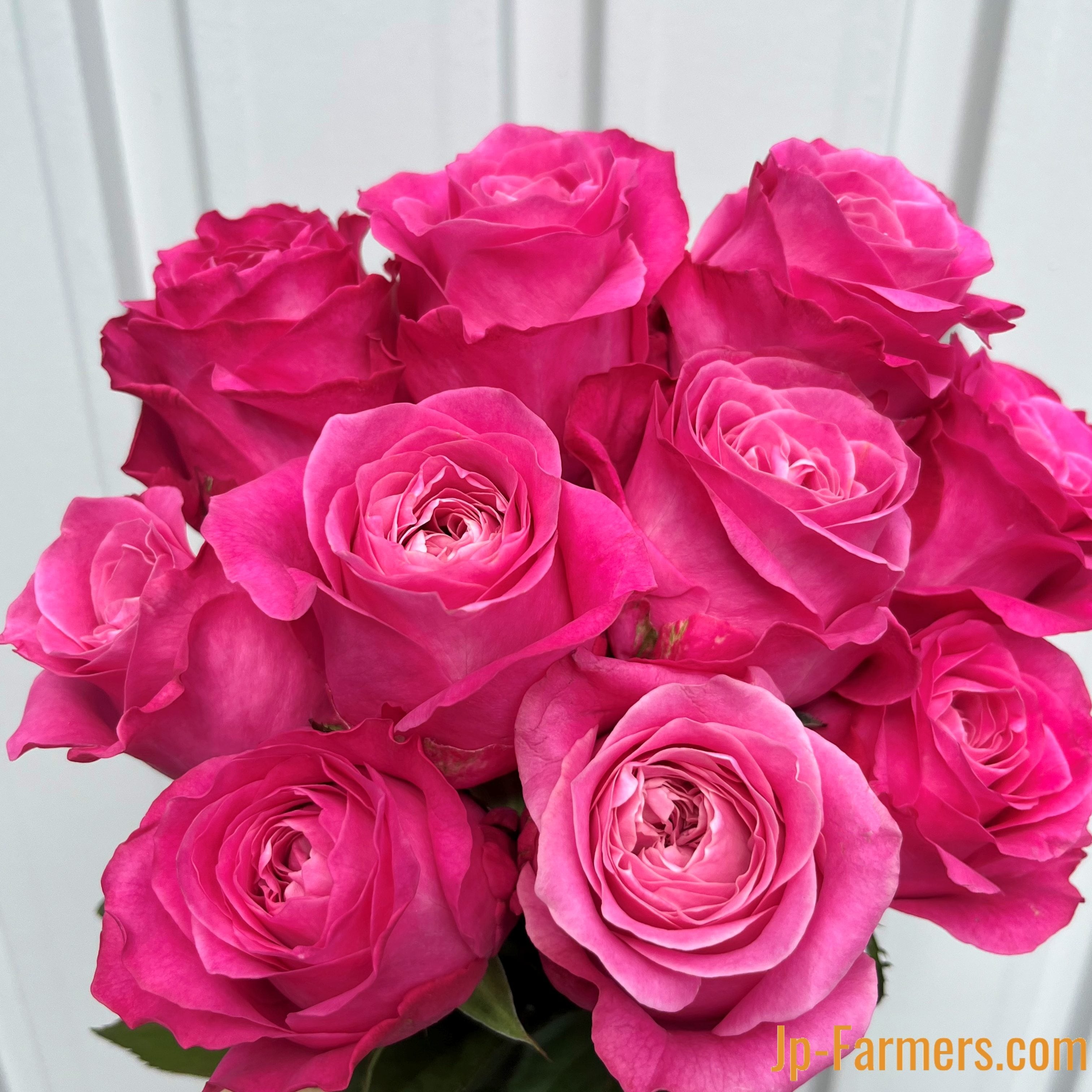 神田ばら園 10本 ☆バラ品種名： オール4ラブ | 新鮮お花問屋 Jp