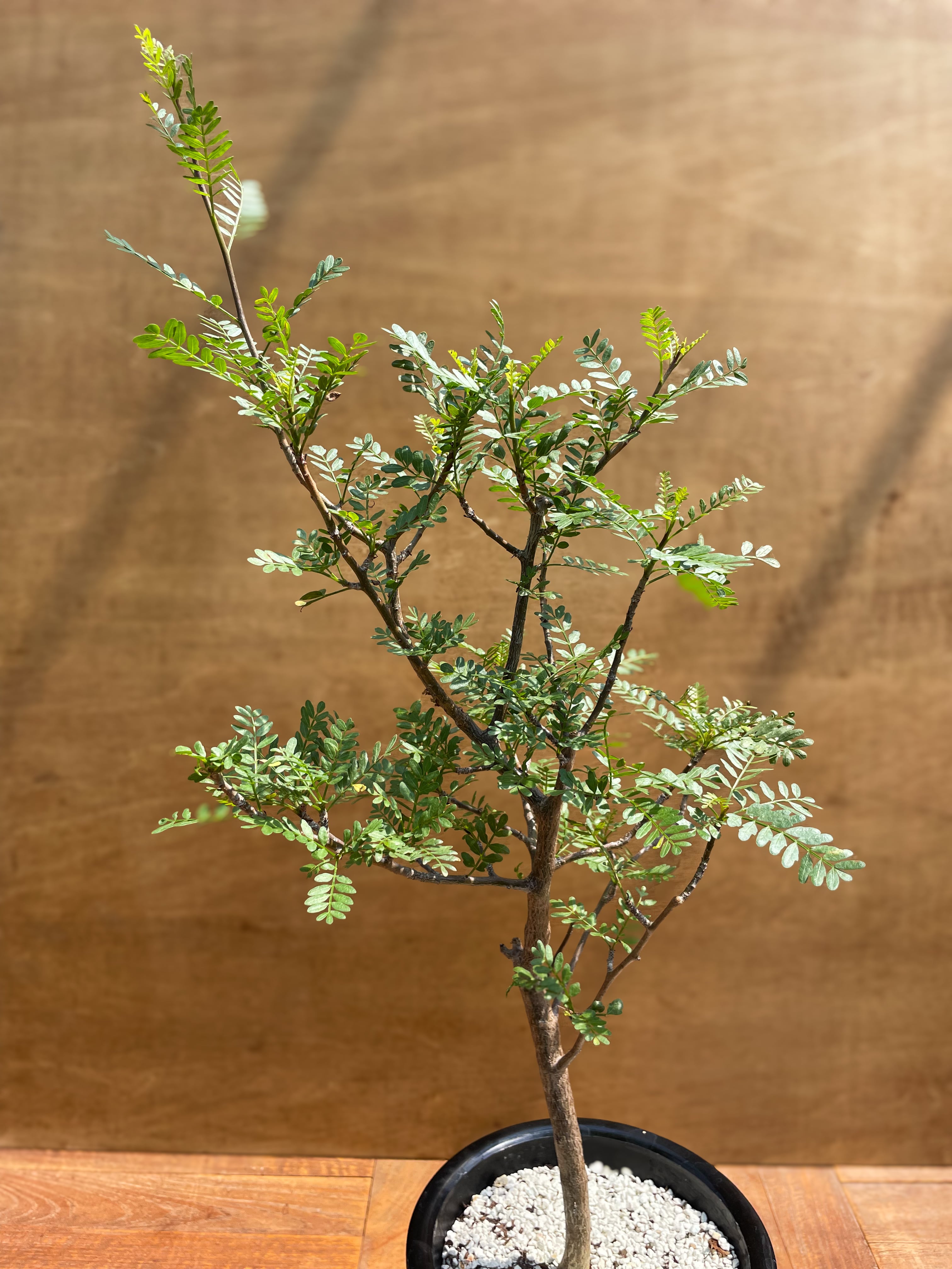 Bursera microphilla【ブルセラ・ミクロフィラ・実生】 | RIMO'S GREEN