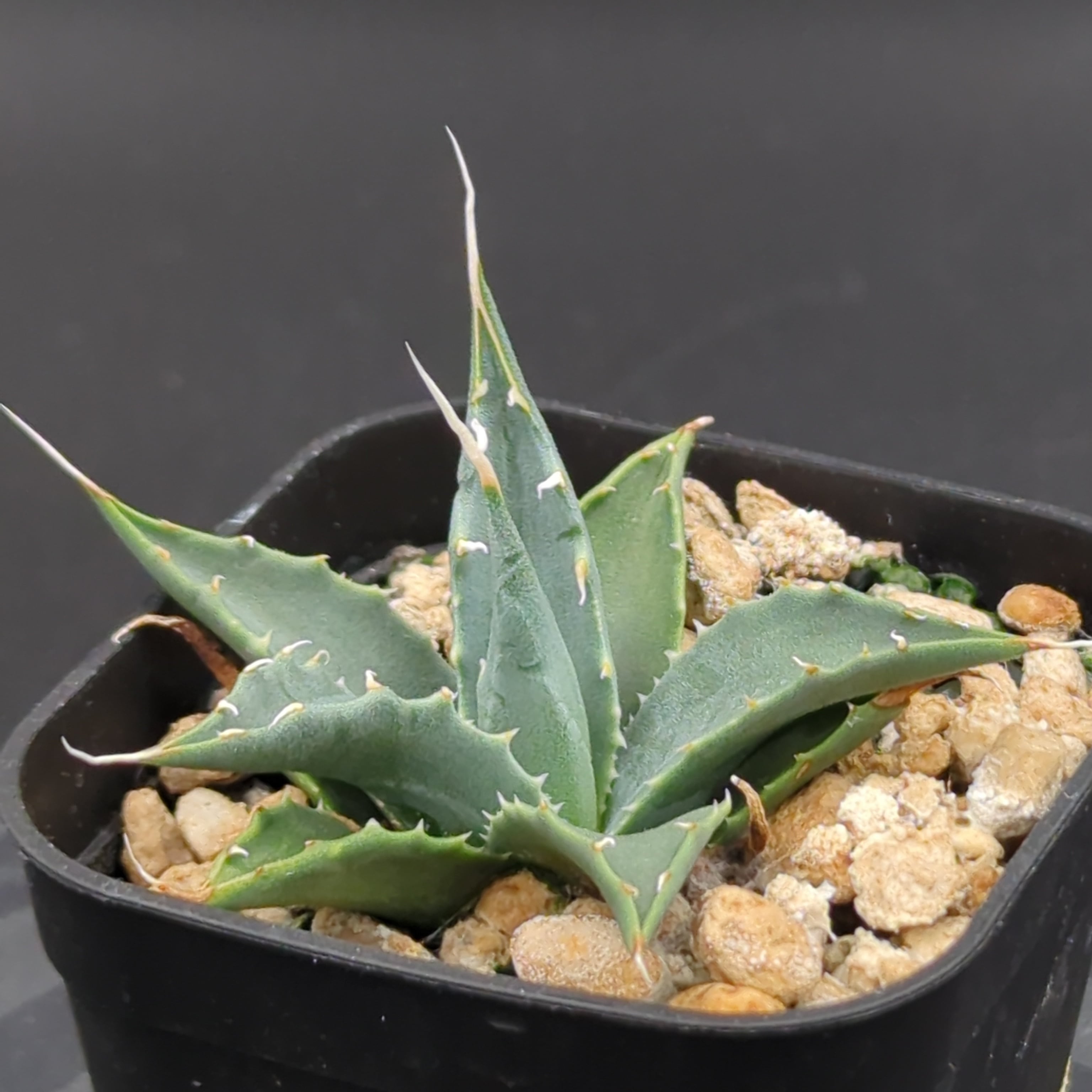アガベ ユタエンシス エボリスピナ 'ヘイフォード' (Agave utahensis