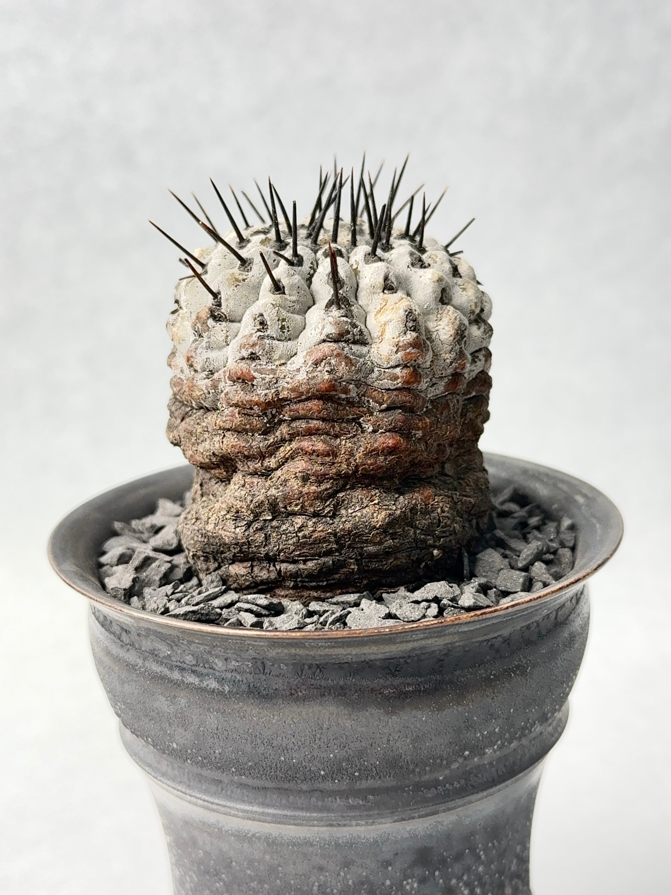 コピアポア・黒王丸 | trigger