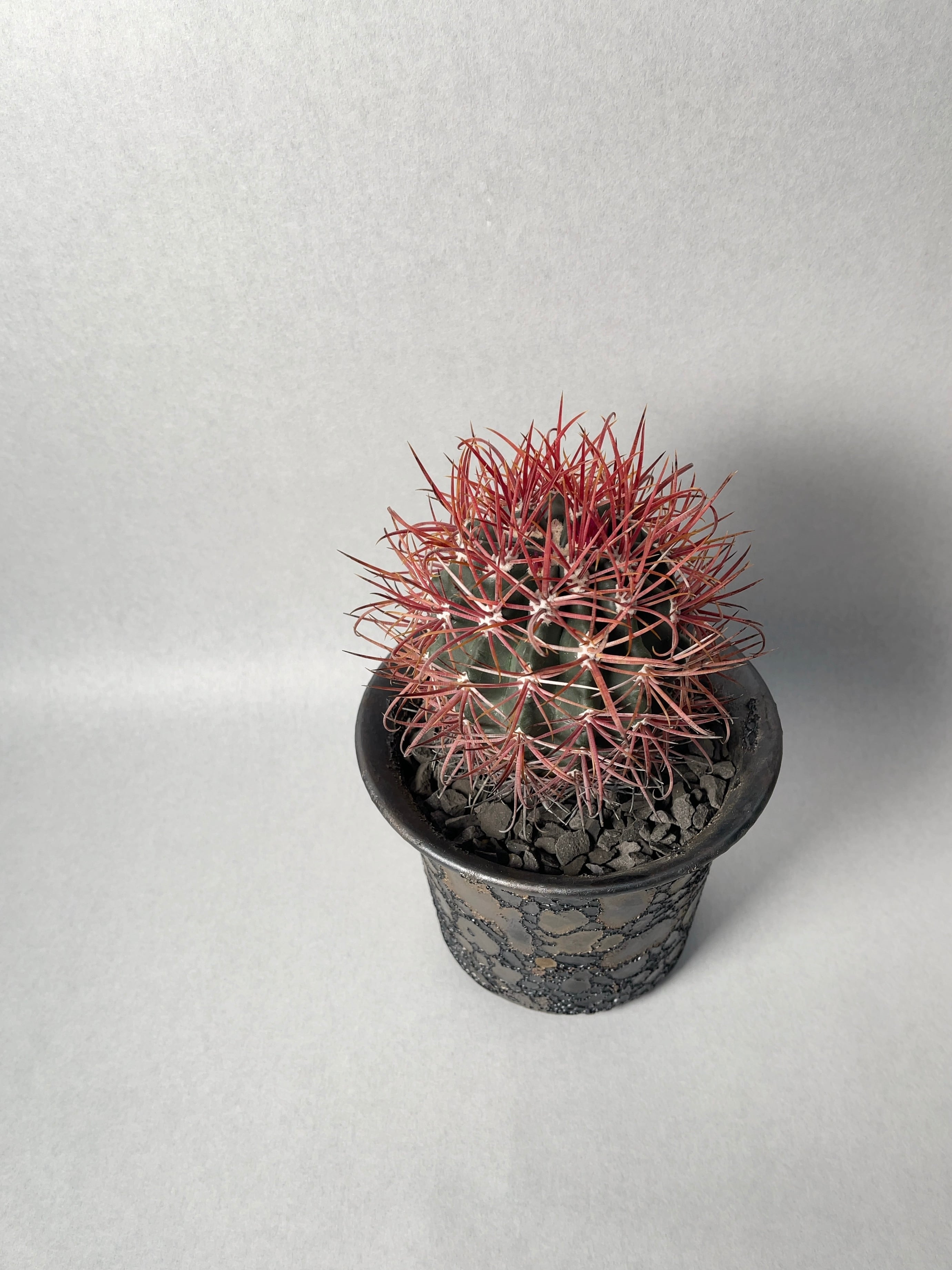 中川智治×trigger】赤刺金冠竜 | trigger