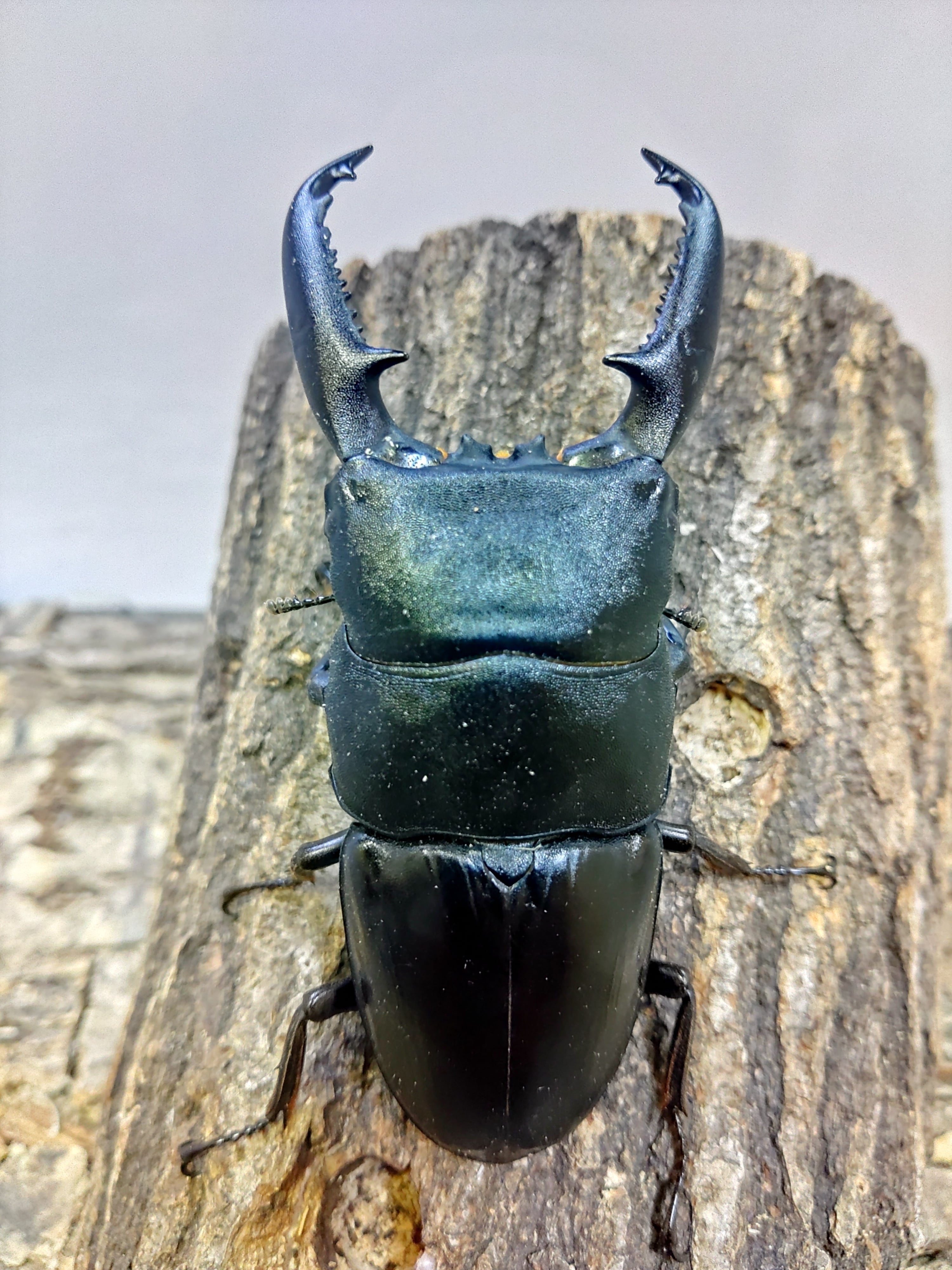 パラワンオオヒラタクワガタ ♂×1♀×2 ♂98㎜ | くわバカおやじ