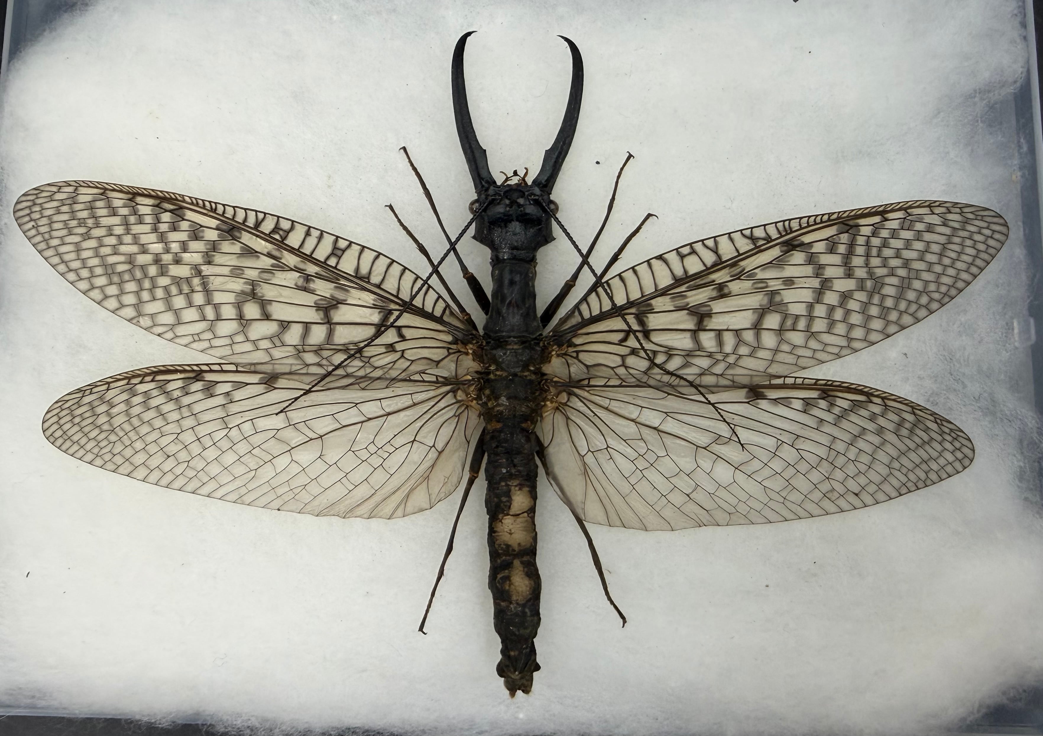標本】天翅済み《オオキバヘビトンボ 中国産 開翅15cm前後》① | KPW
