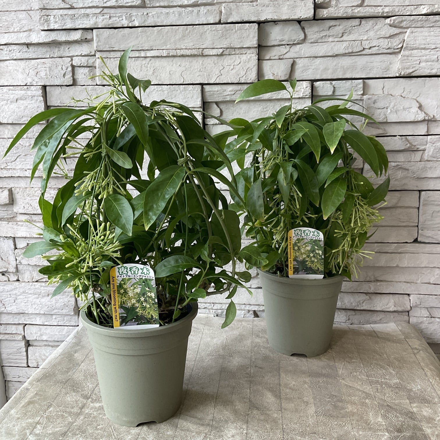 見切品 葉数が少ない】夜香木 （ナイトブルーミングジャスミン） 5寸鉢