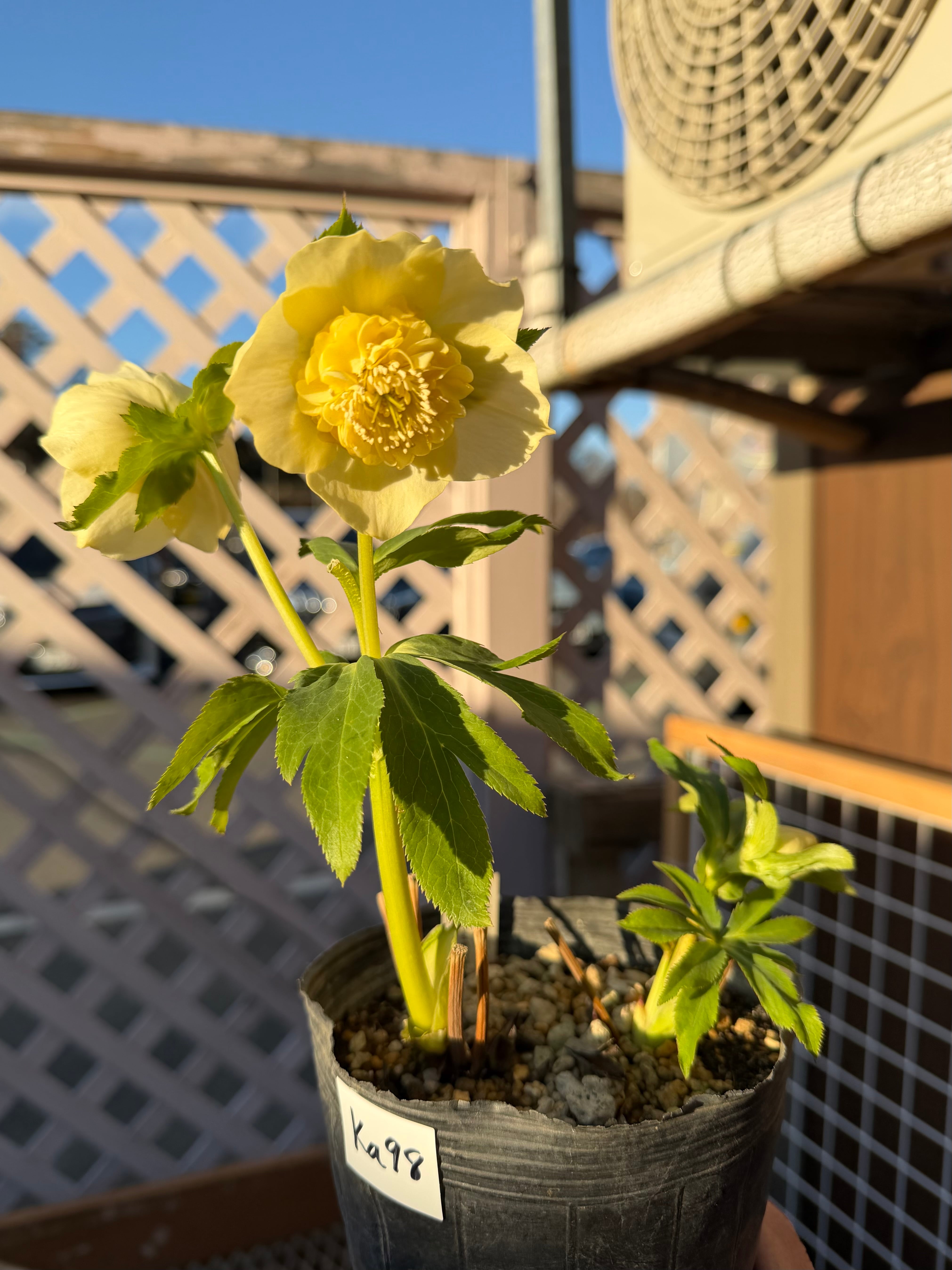 ゴールドモーリー系モリモリsd 加藤農園 クリスマスローズ【Ka98】送料