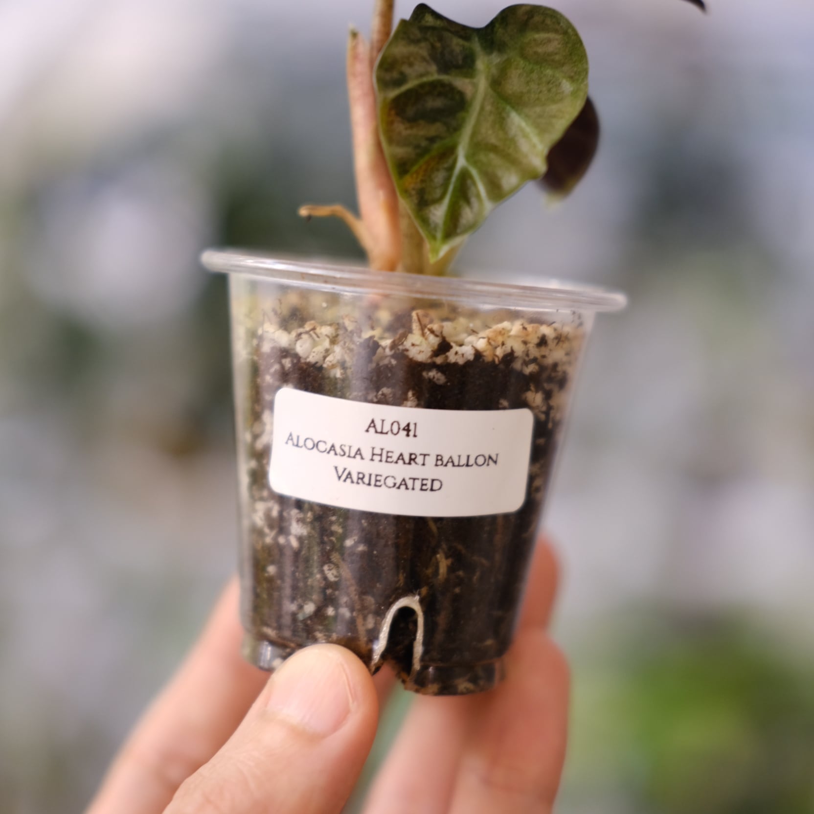 ALOCASIA HEART BALLON VARIGATED / アロカシア ハートバルーン 斑入