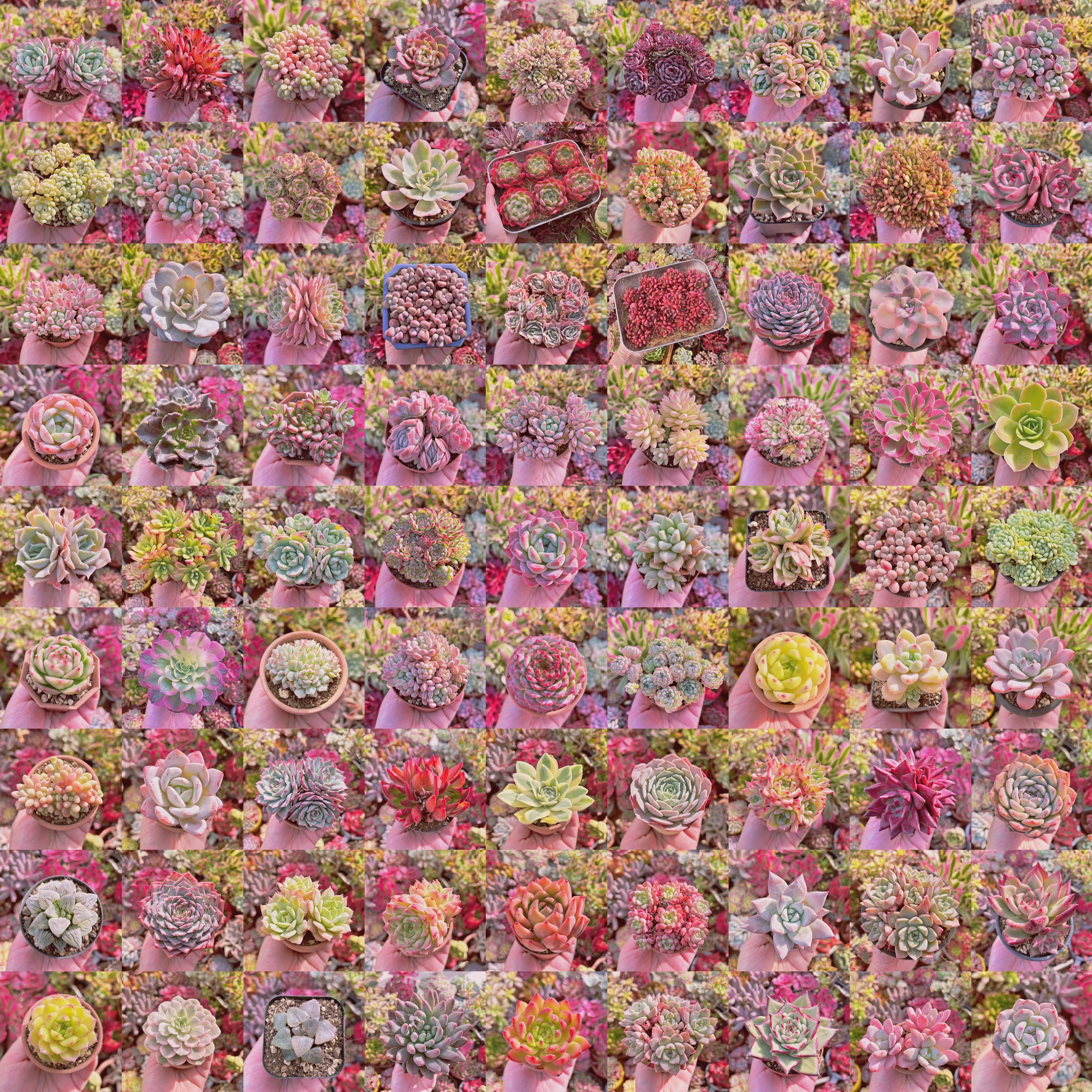 ❣️るる農園2026福袋❣️5千円 | るる農園~多肉植物専門