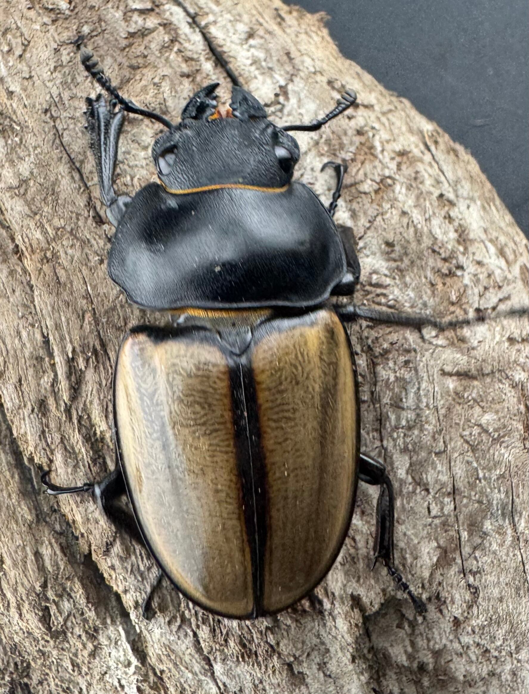 WD】大型《カステルナウディツヤ 83mm ペア》 | KPW公式オンラインショップ