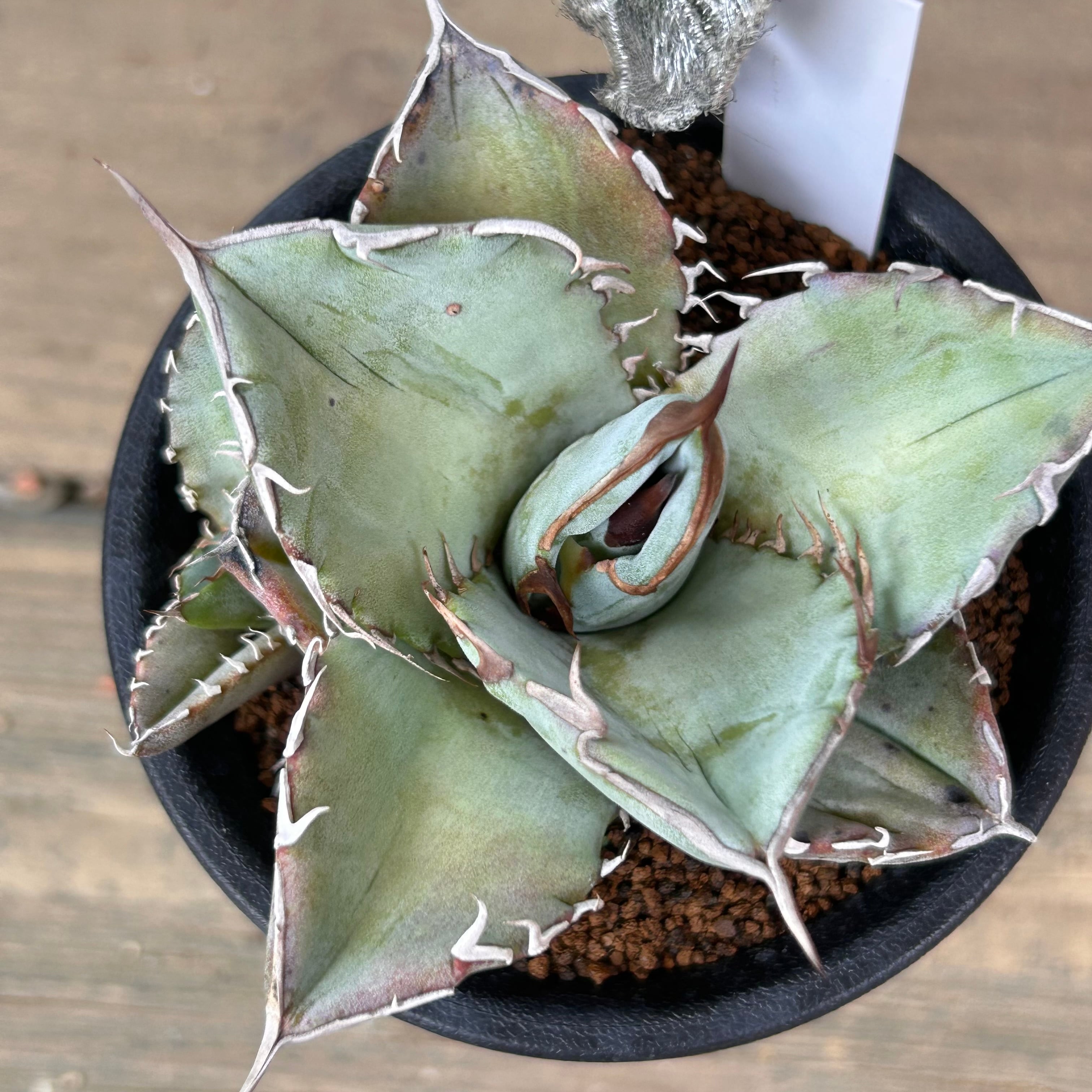 T)アガベ チタノタ ホワイトアイス | RuPo 多肉植物専門店