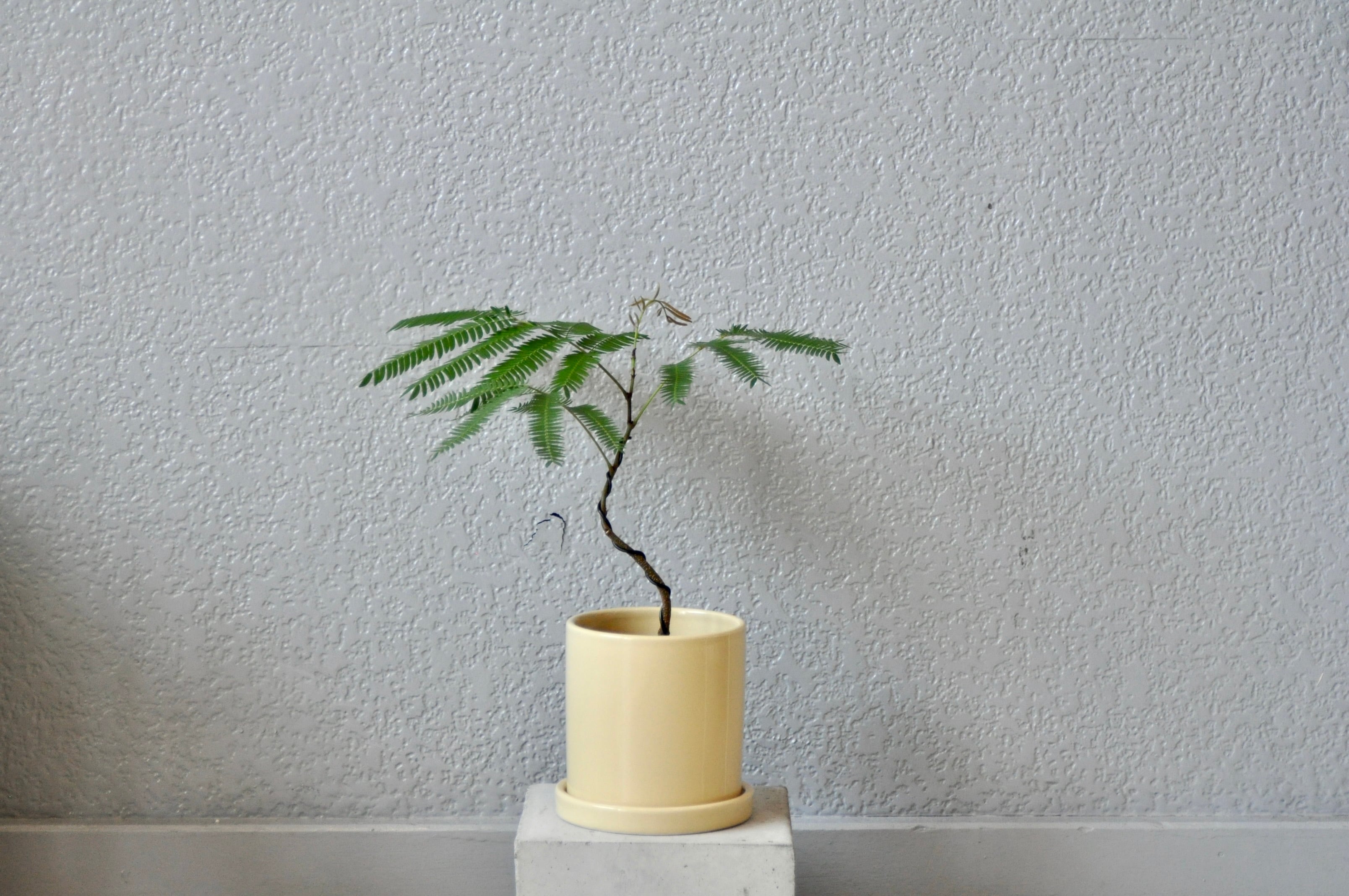 盆栽仕立て・曲がりエバーフレッシュ/スリット鉢+陶器鉢・イエロー | NATUR