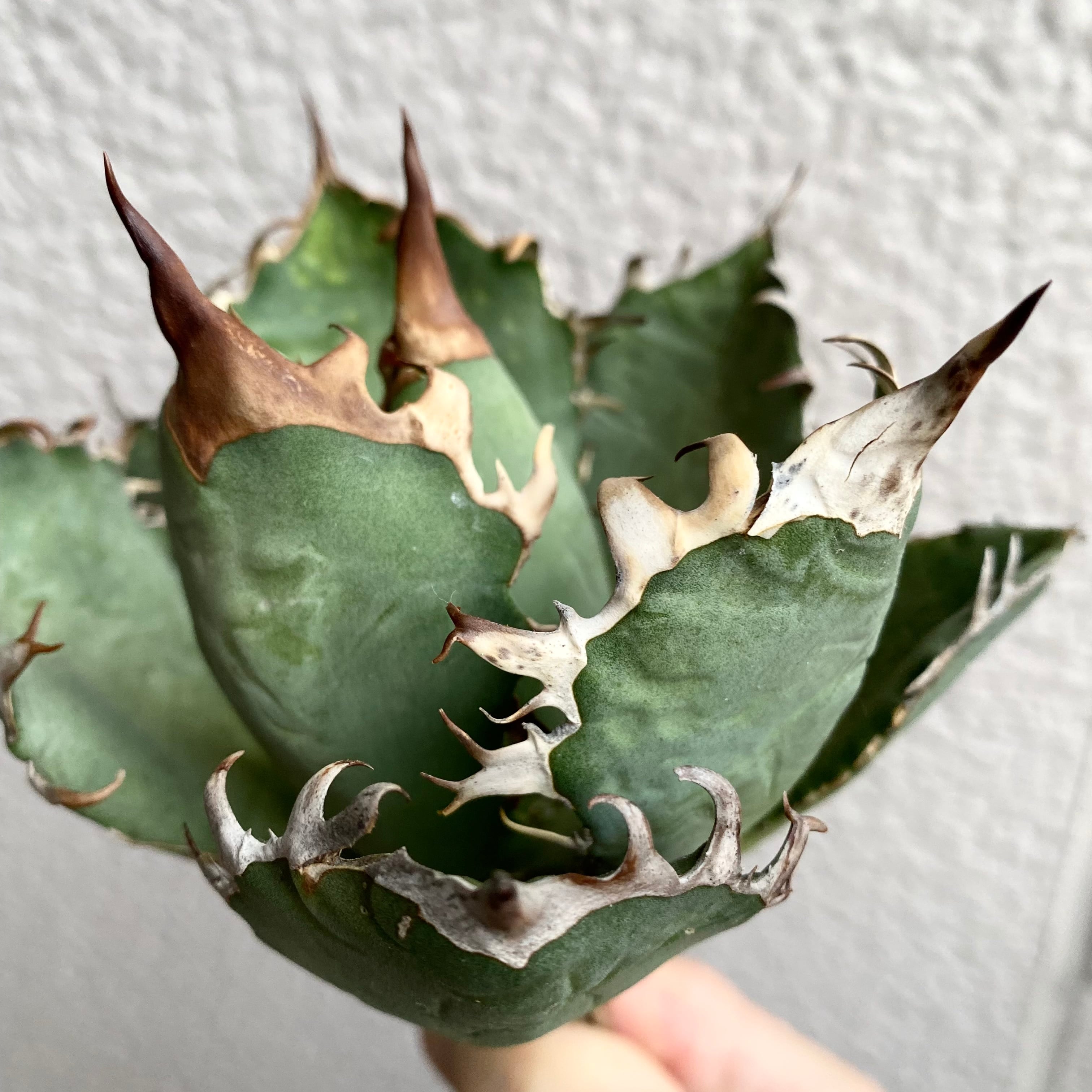 1 アガベ オテロイ オアハカ州境 from Uriel @potatorumagaves / Agave