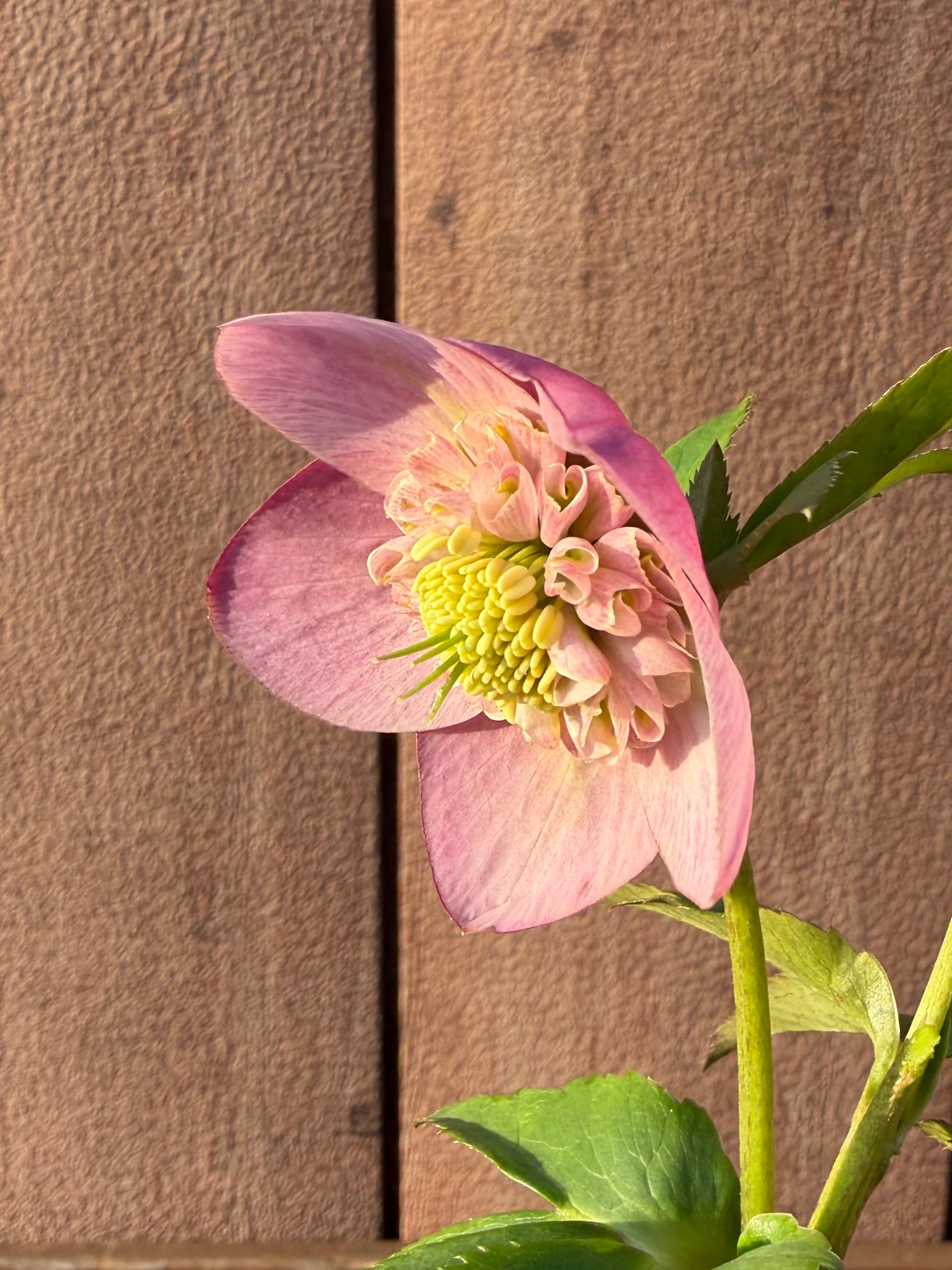 デュメ系オーレアdd 大木ナーサリー クリスマスローズ【Og10】送料無料