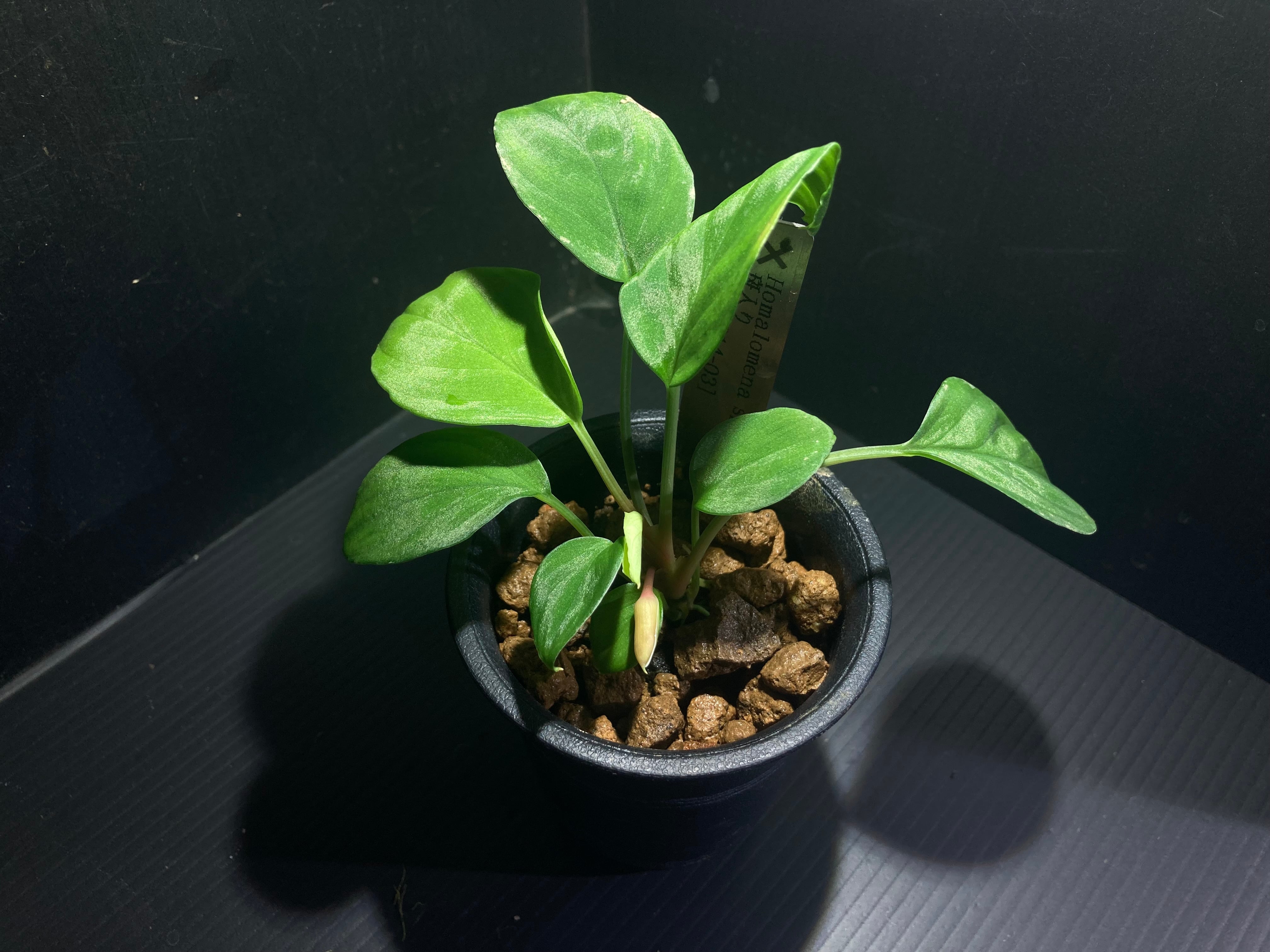 Homalomena sp. Solok 【LA0214-03】 | AquaFocus