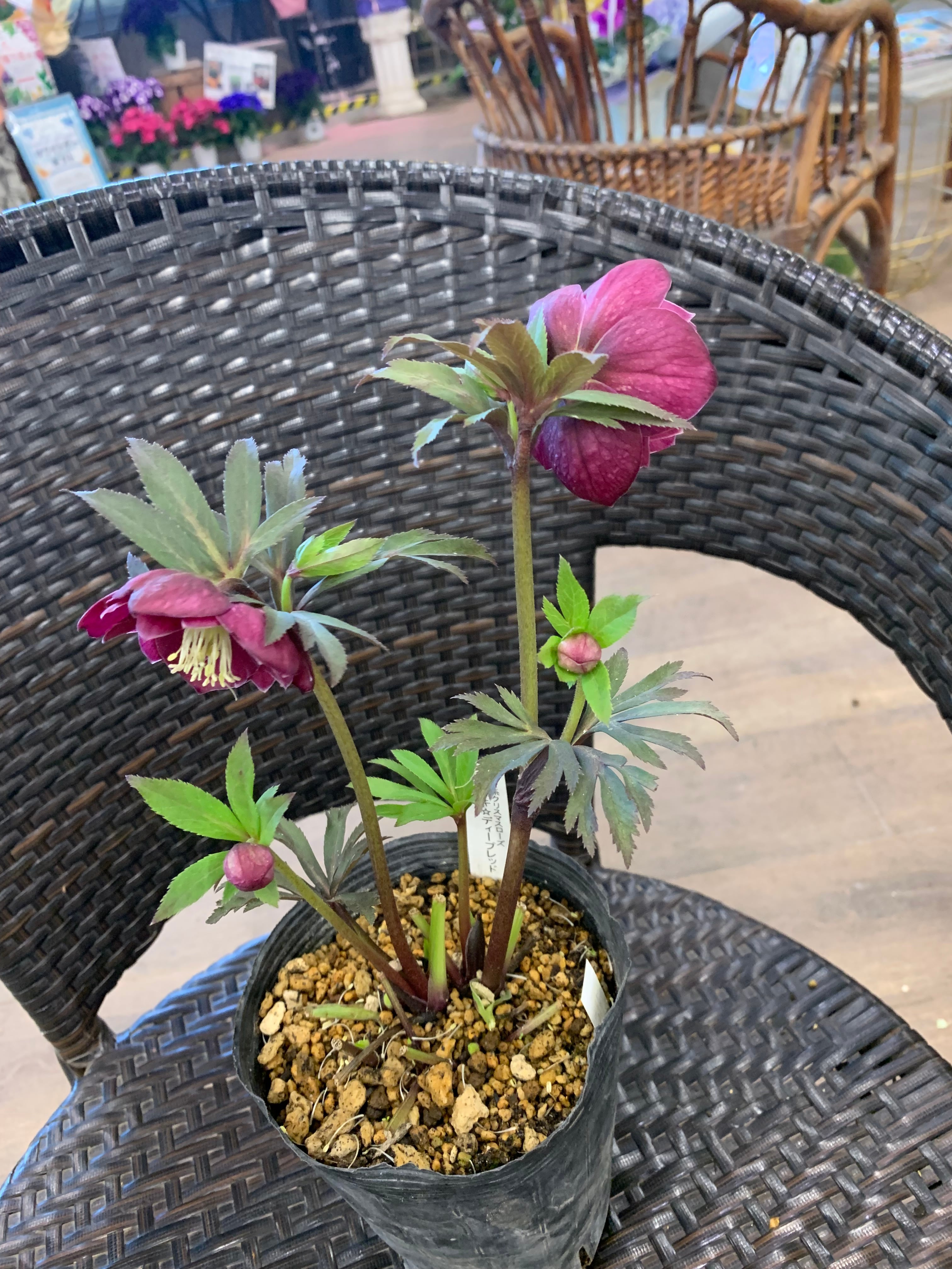 超希少‼️⑨加藤農園さんのプレミアムクリスマスローズ キラメキ