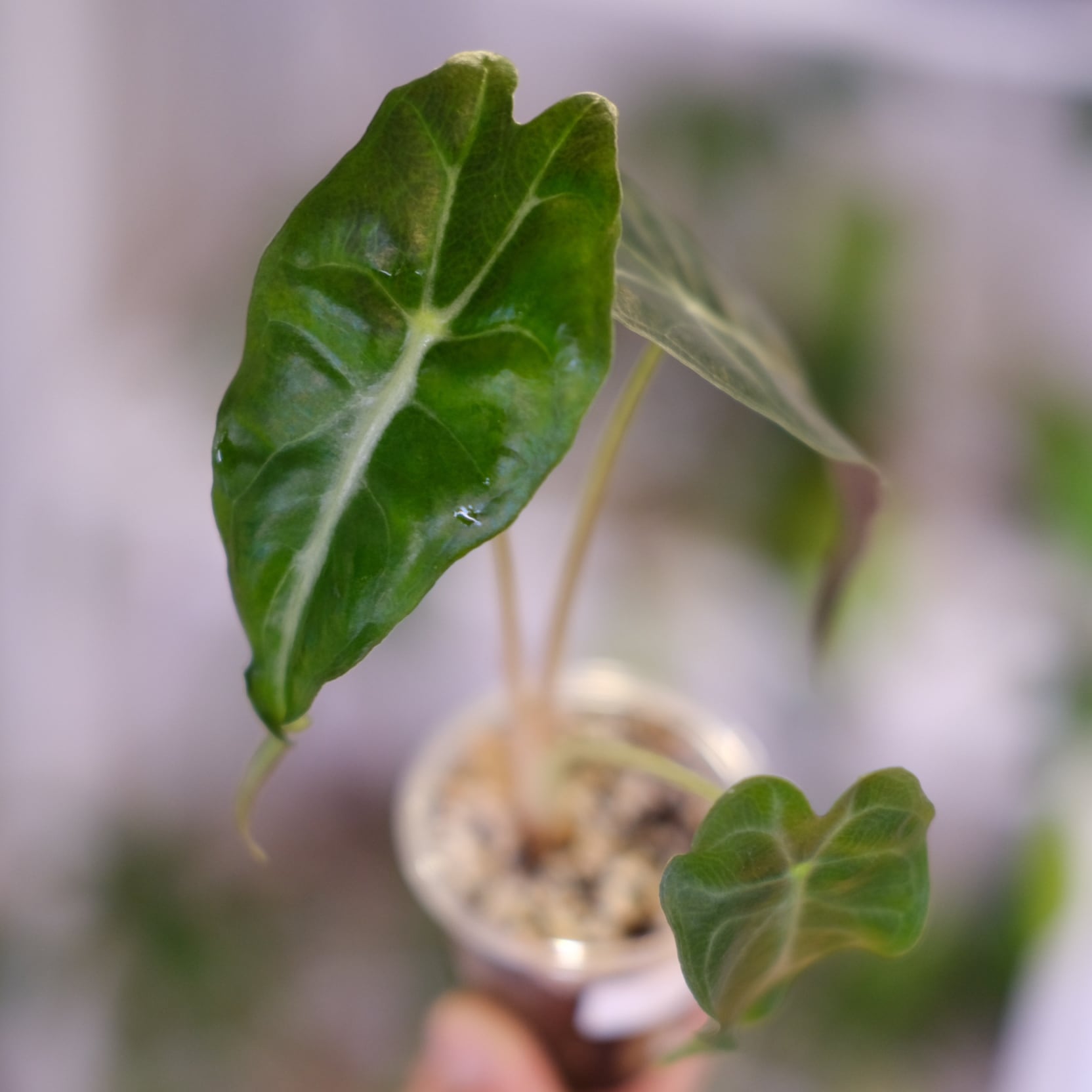 Alocasia 'Venom' / アロカシア・ヴェノム④ | 観葉植物 | tokyoplants