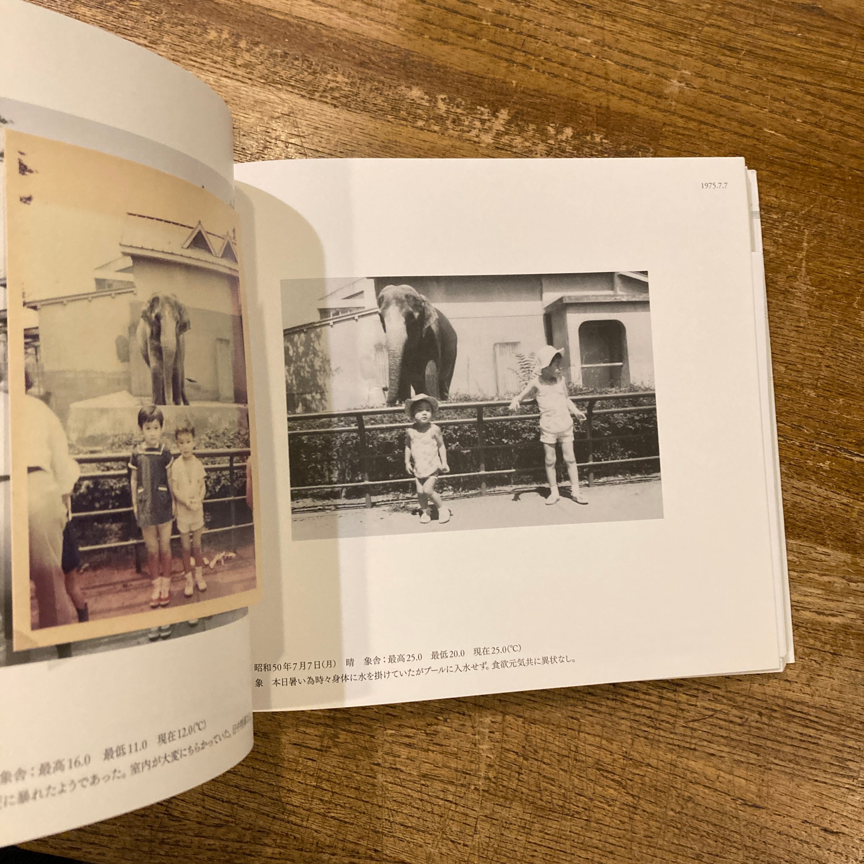 はな子のいる風景 イメージを（ひっ）くりかえす | 百年