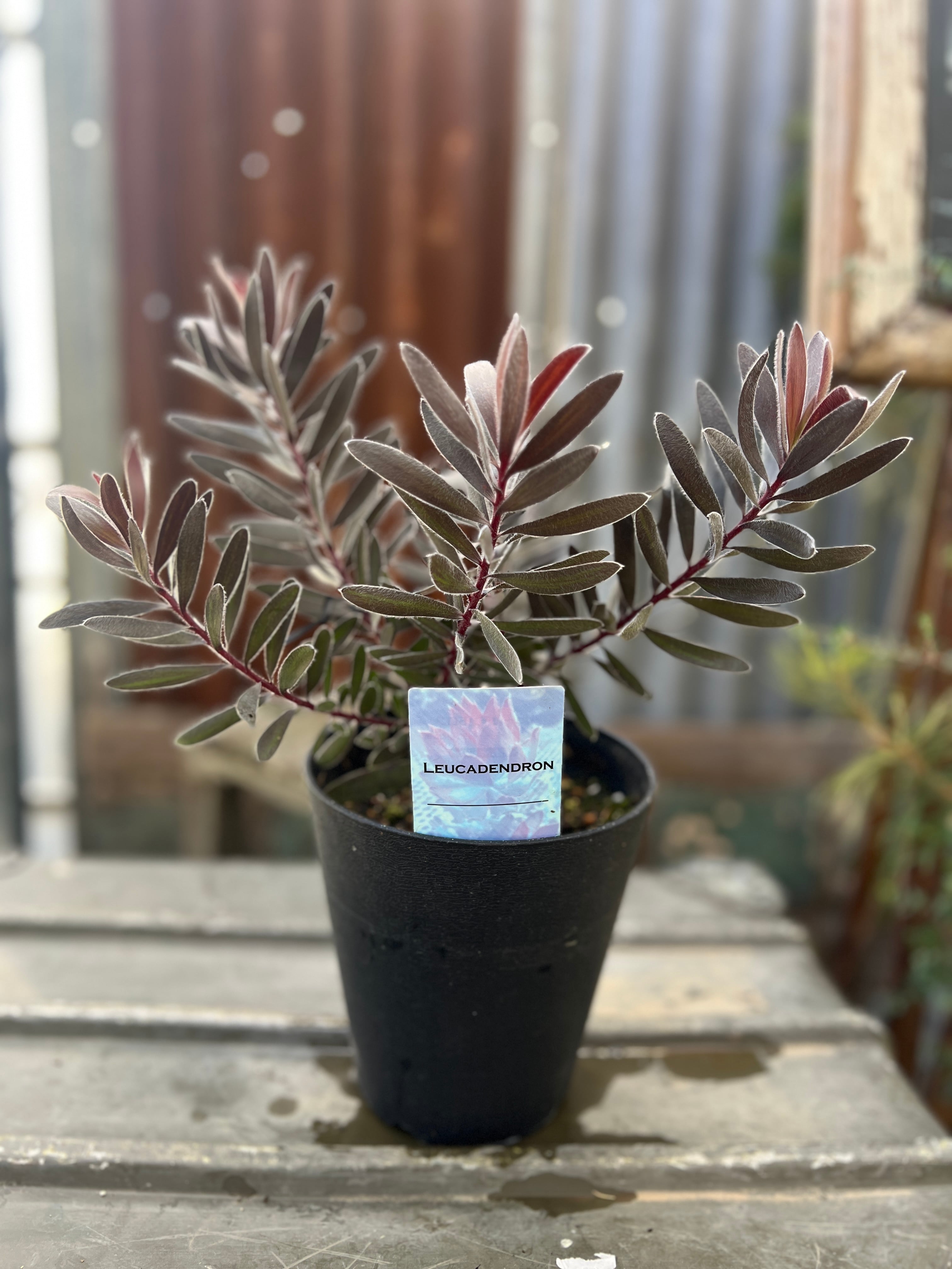 リューカデンドロン デュリフ④ | 沼ノ上農園