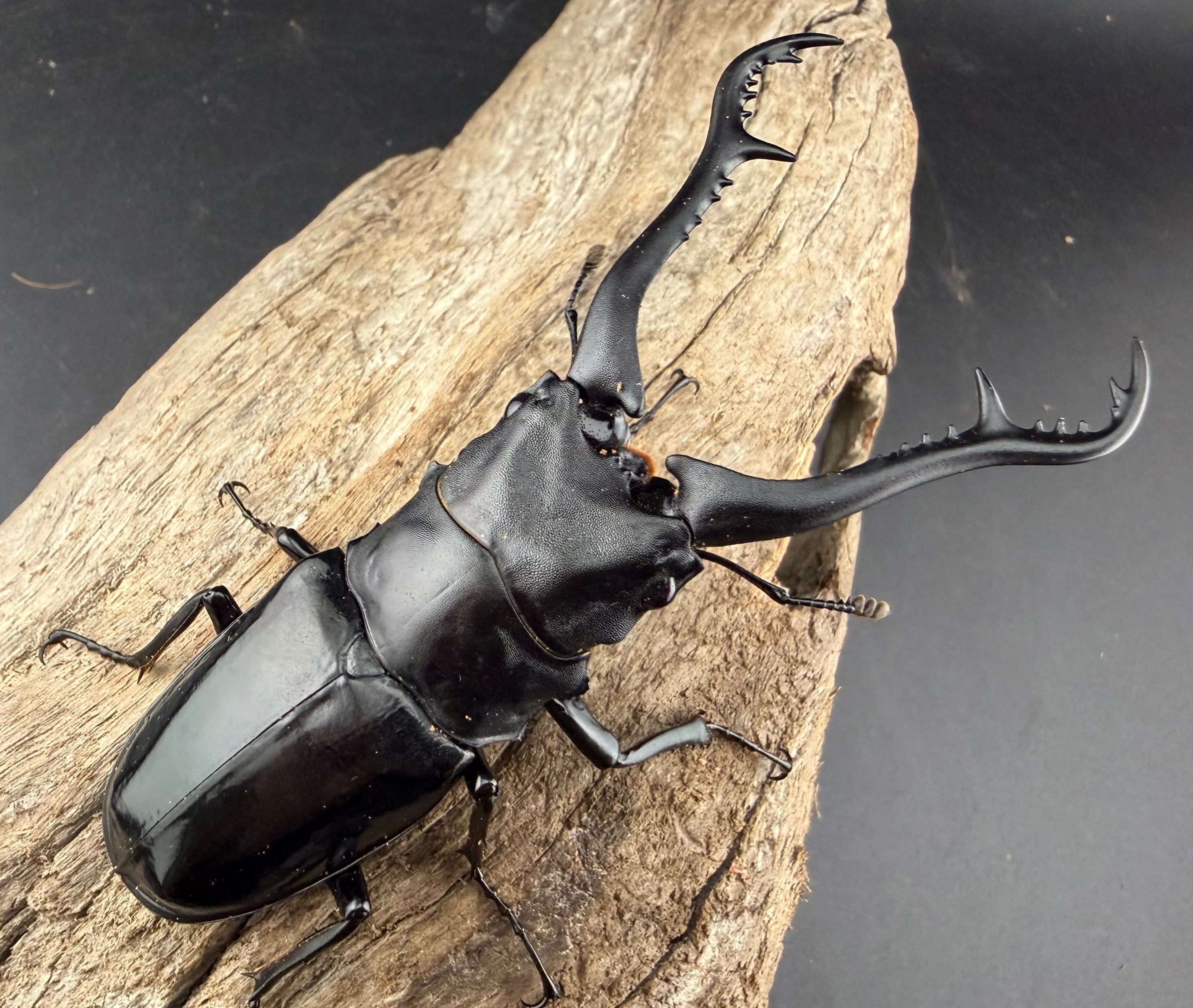 WD】《 ギラファノコギリ亜種マキタイ 94mm ペア》 | KPW公式