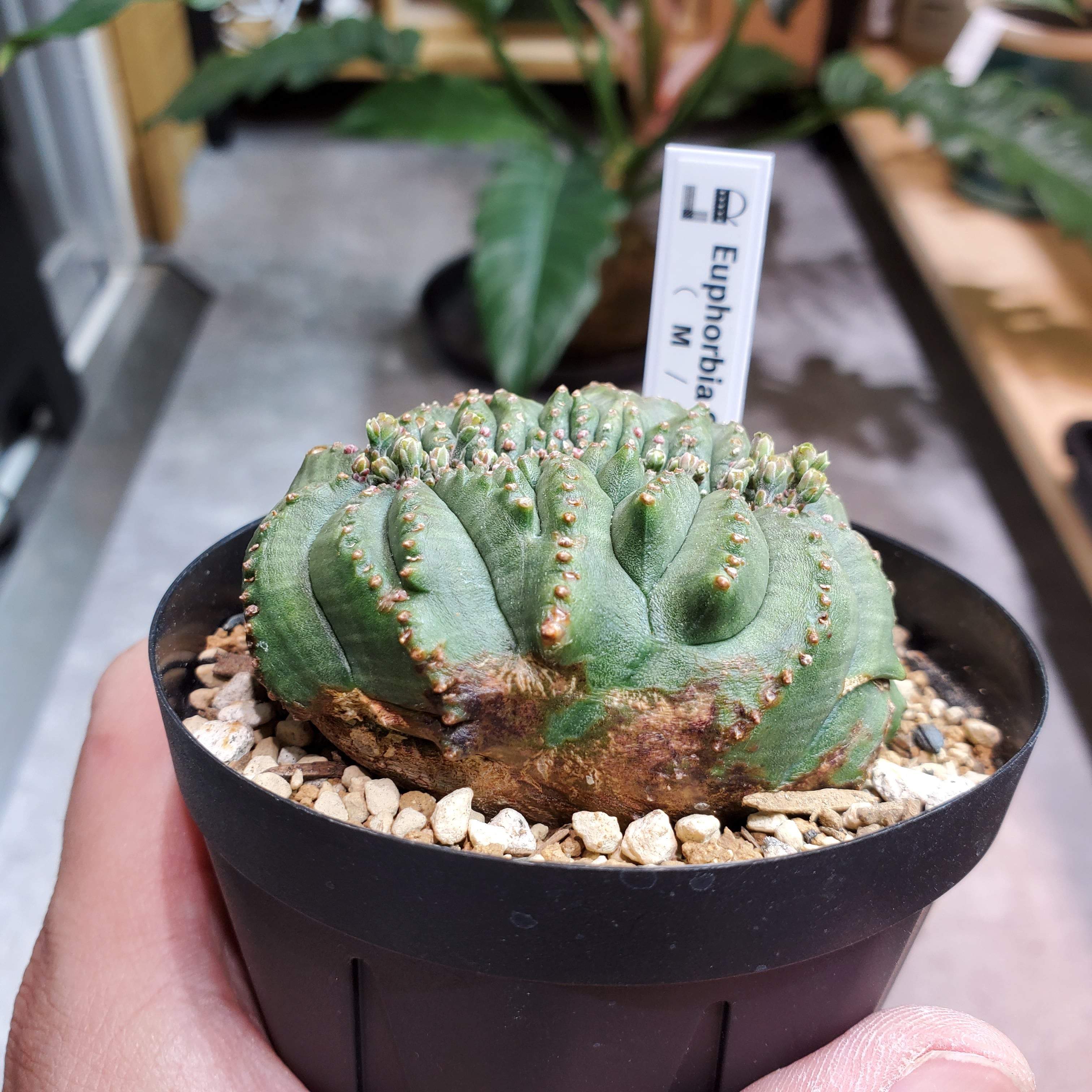 綴化】メス株 Euphorbia Obesa ユーフォルビア オベサ