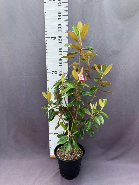 583404730b01dba82bb2e9aed76fce