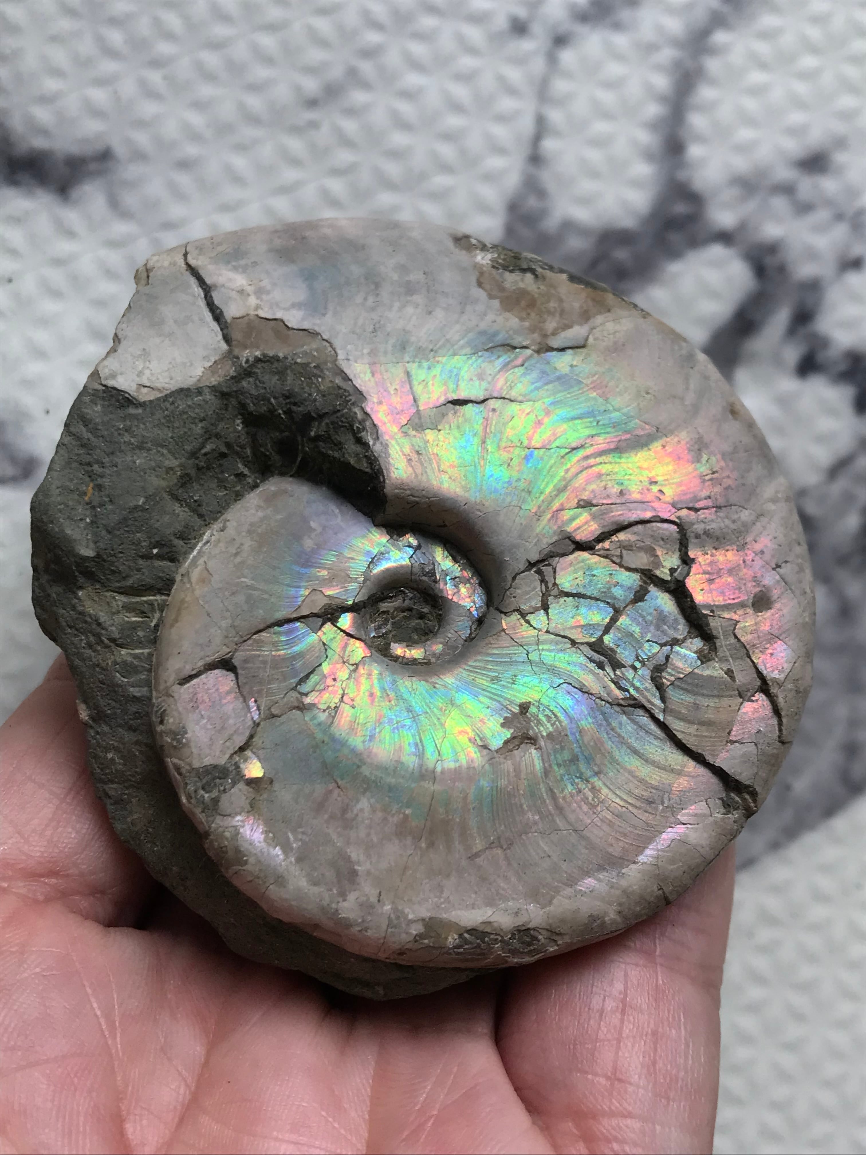 新入荷〉マダガスカル産 アンモナイト化石青（ビューダンティセラス