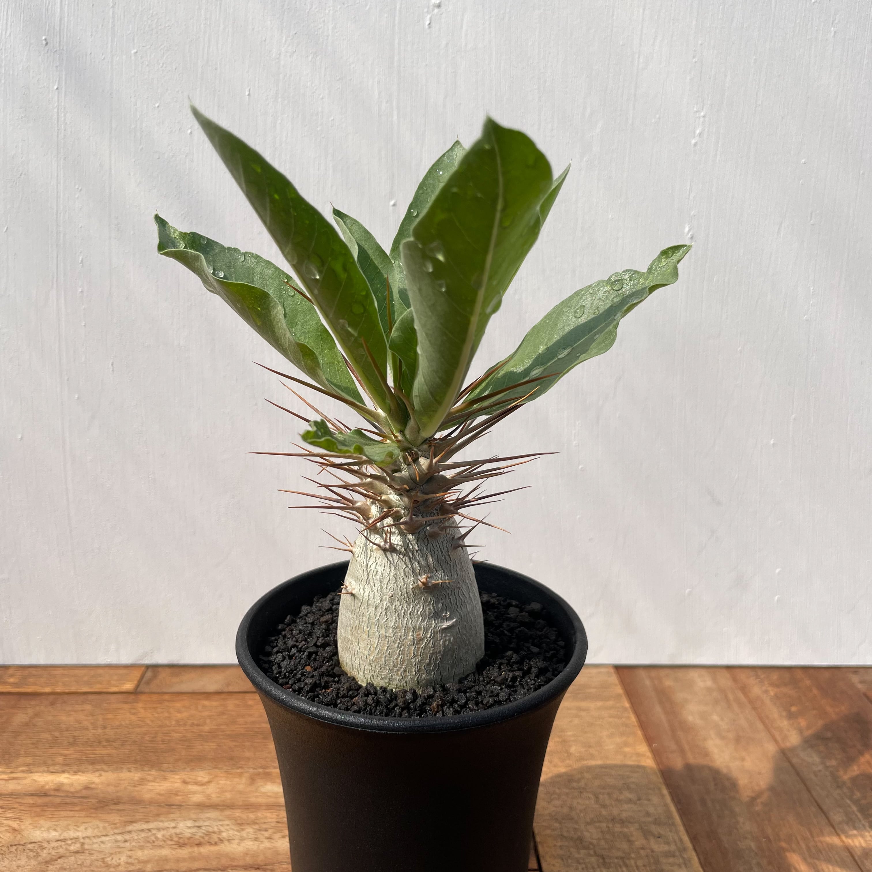 589550ff2e3a6e1aa6511f321a7883