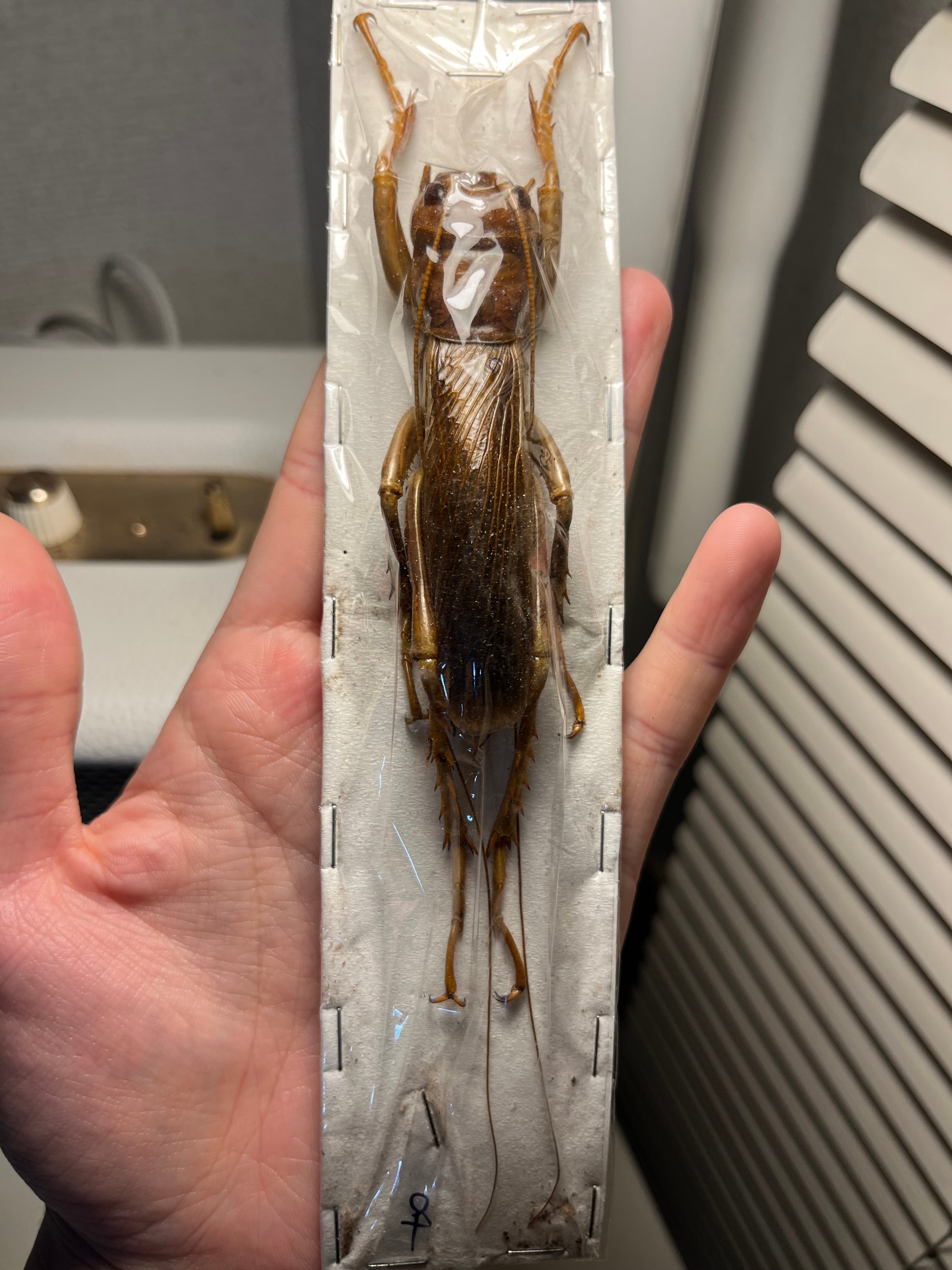 直翅類 | オモニキチュウ