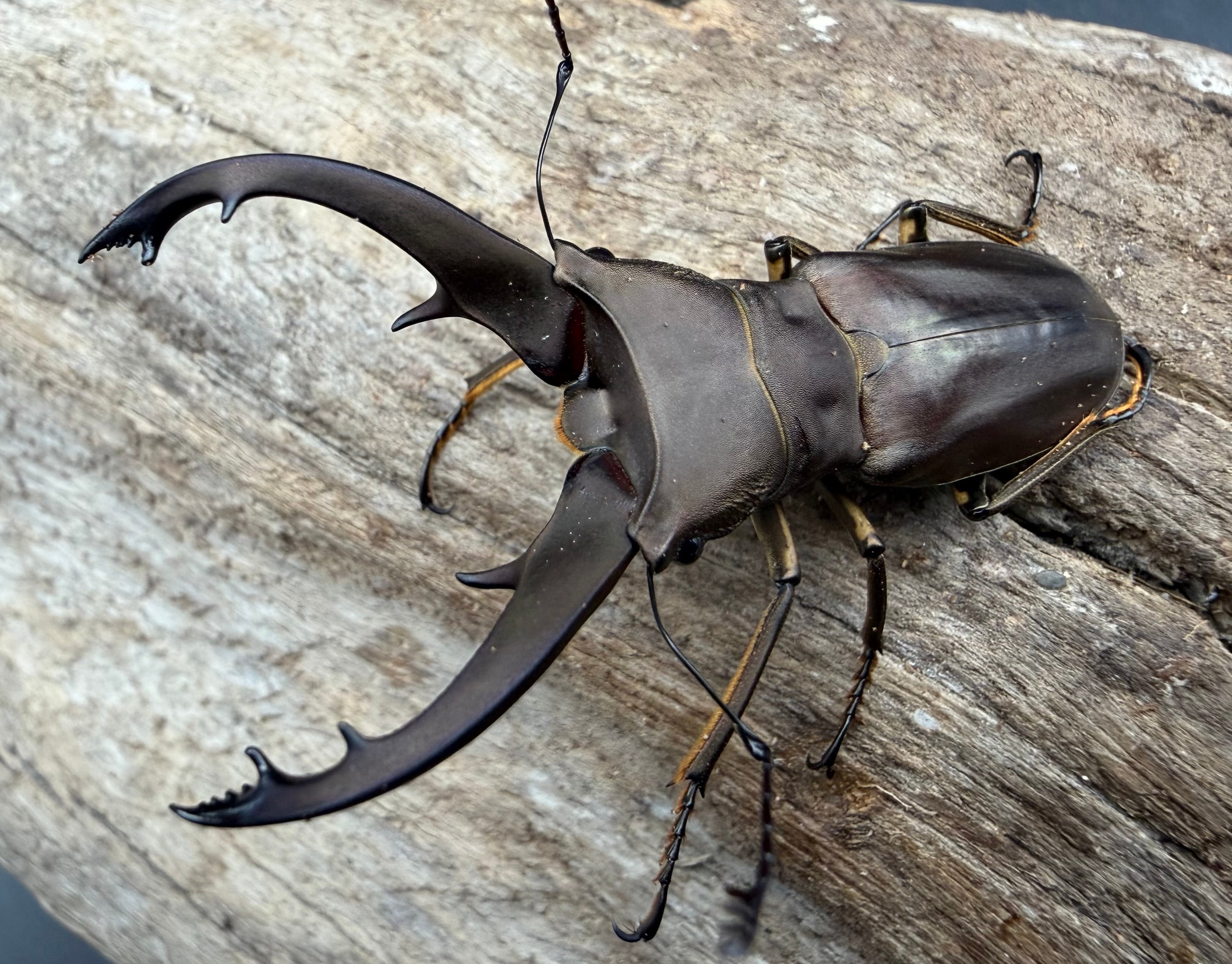 送料無料!!【16個セット】コバエシャッター 大 | KPW公式オンライン