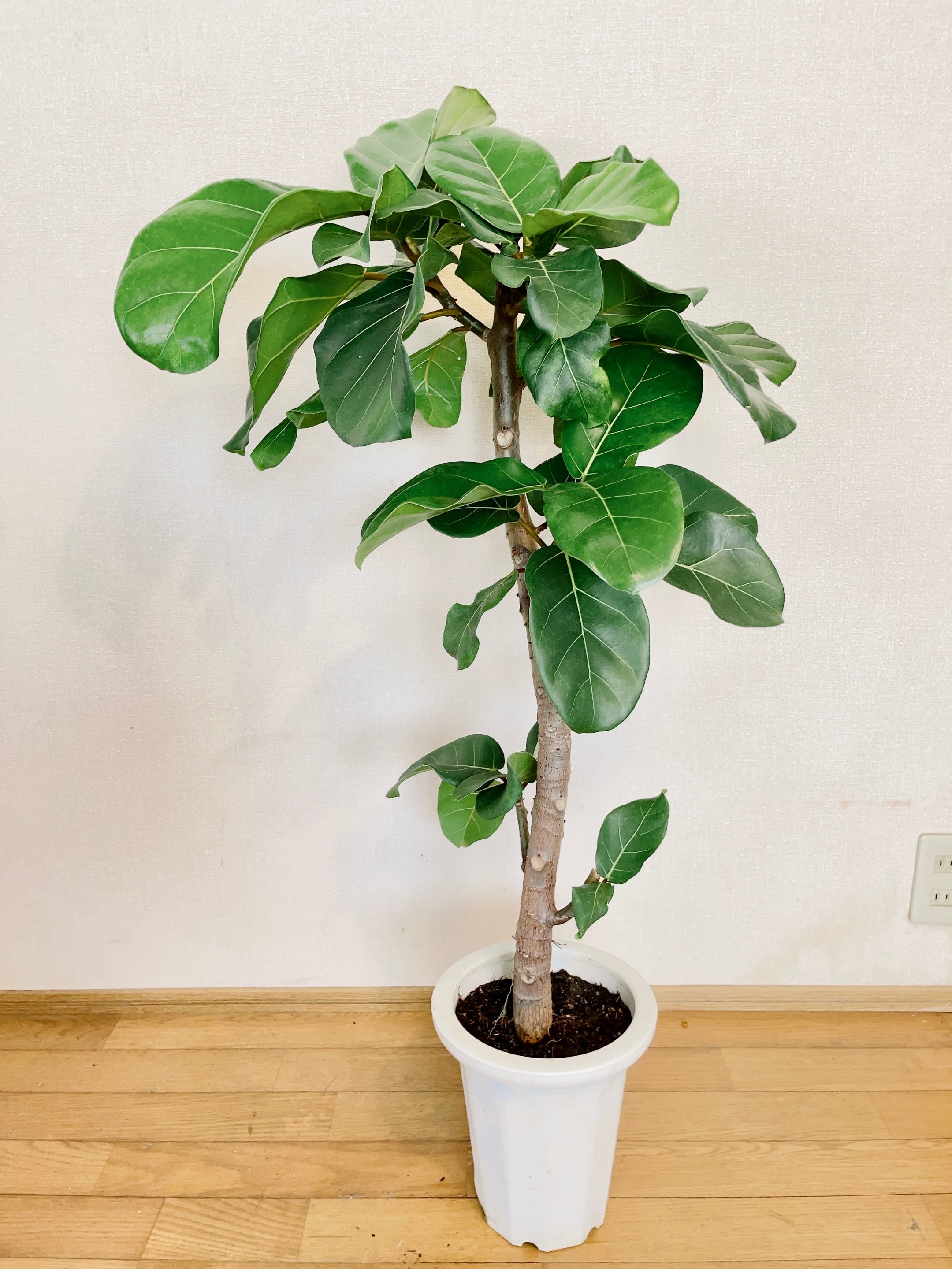 フィカス アフリカンプリンス 曲げ仕立て 110㎝ No.253 超希少 レア