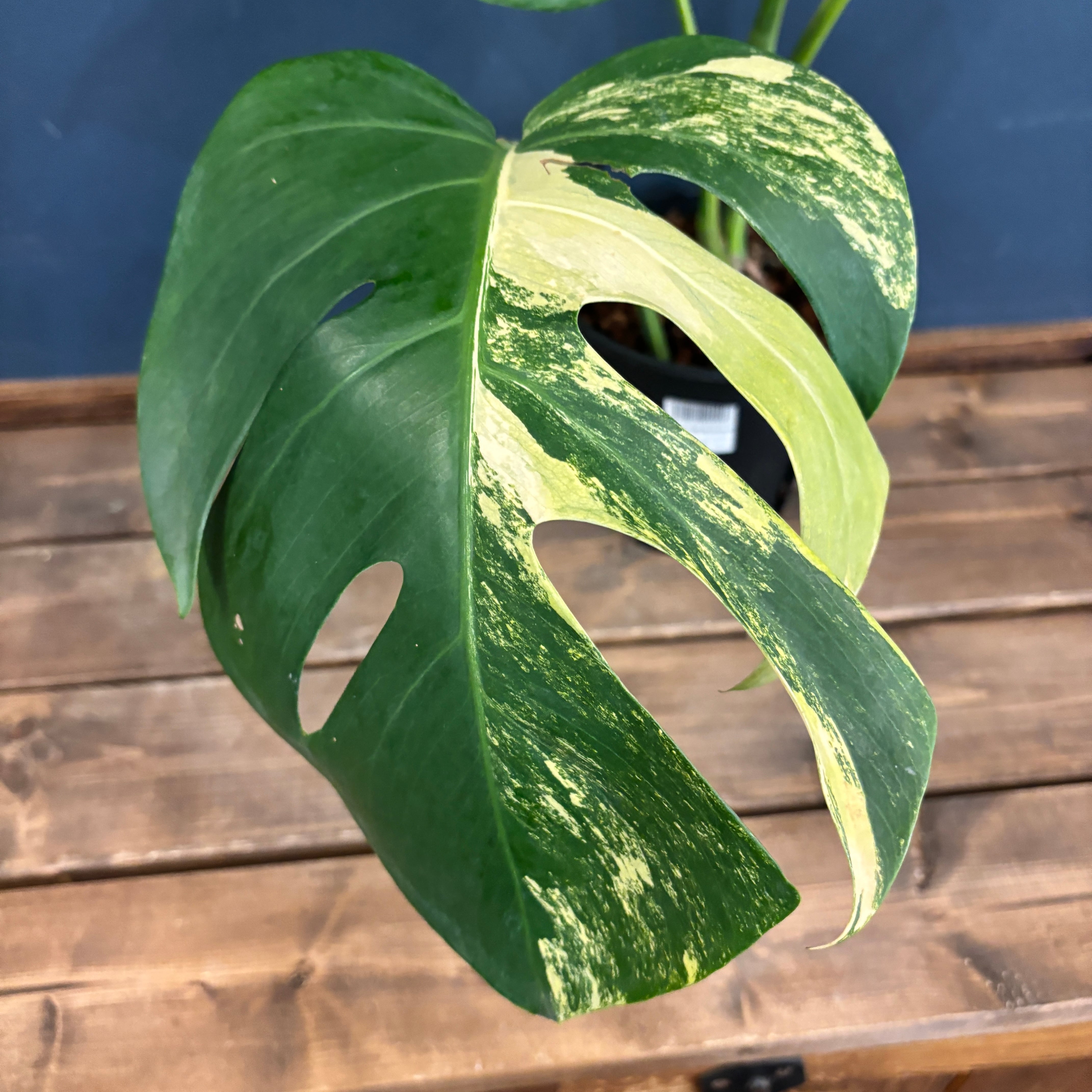 クリアランス】モンステラ ボルシギアナ オーレア(黄斑)【641